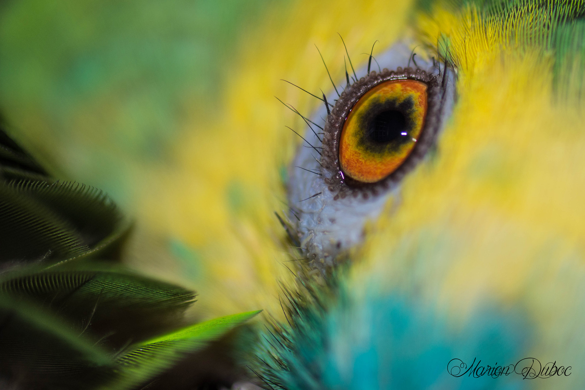 Nikon D7200 + Sigma 50mm F2.8 EX DG Macro sample photo. Parrot photography