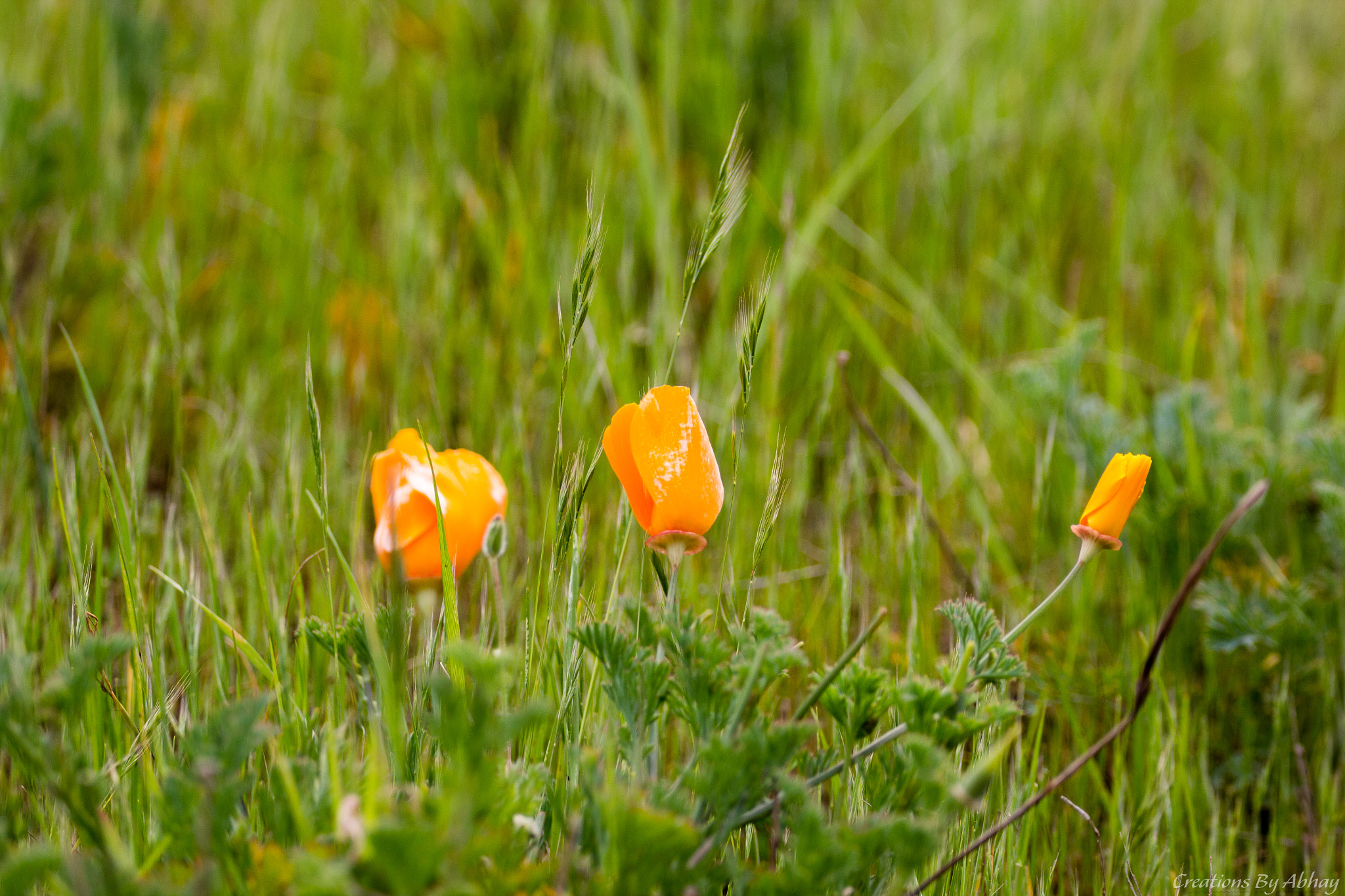 150-600mm F5-6.3 DG OS HSM | Contemporary 015 sample photo. Wild poppy photography