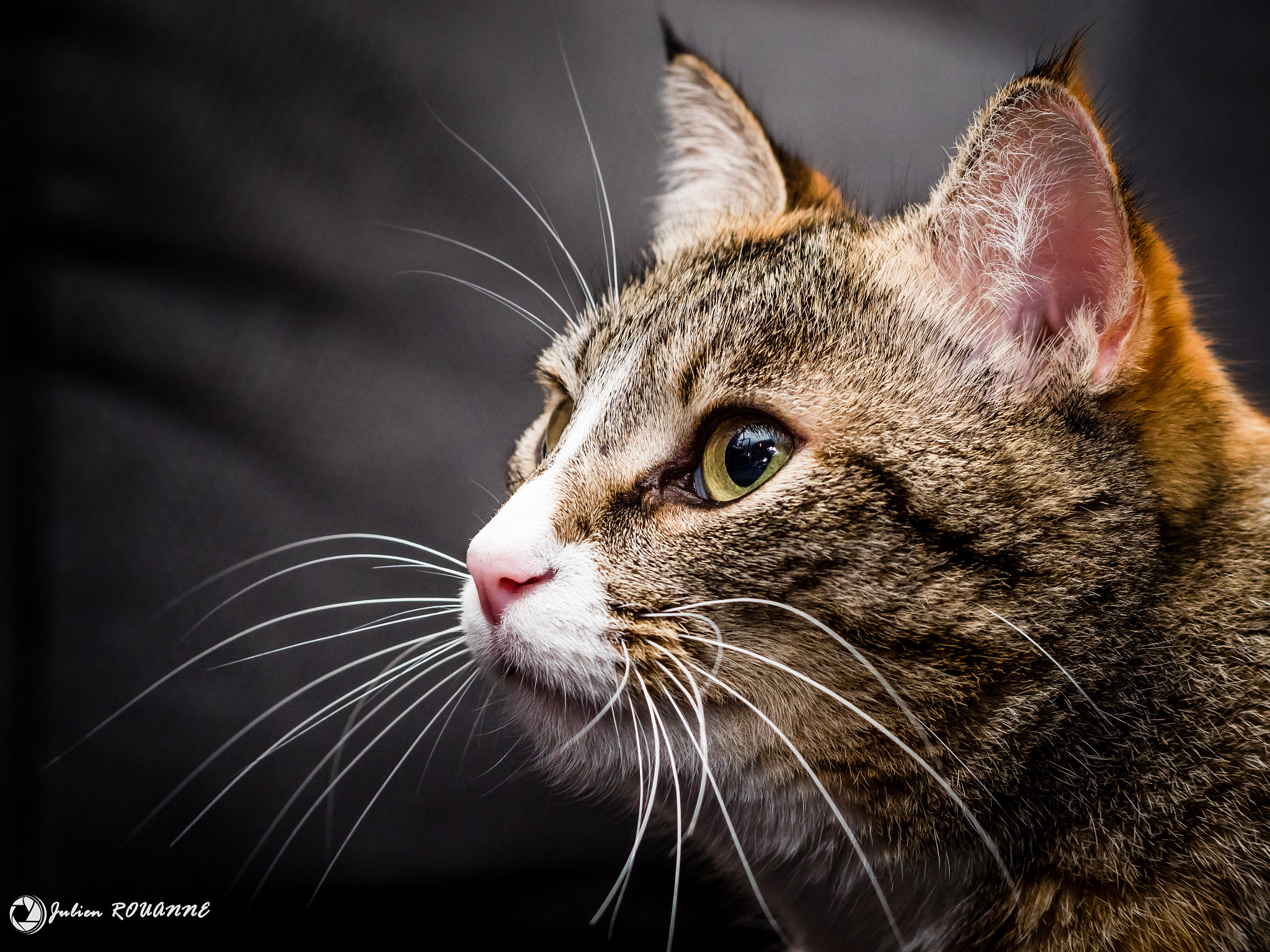 Olympus OM-D E-M5 II sample photo. Zazou cat photography