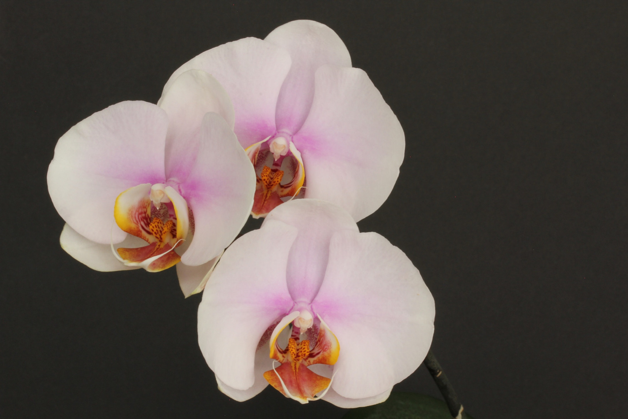 Canon EF-S 60mm F2.8 Macro USM sample photo. Phalenopsis threesome photography