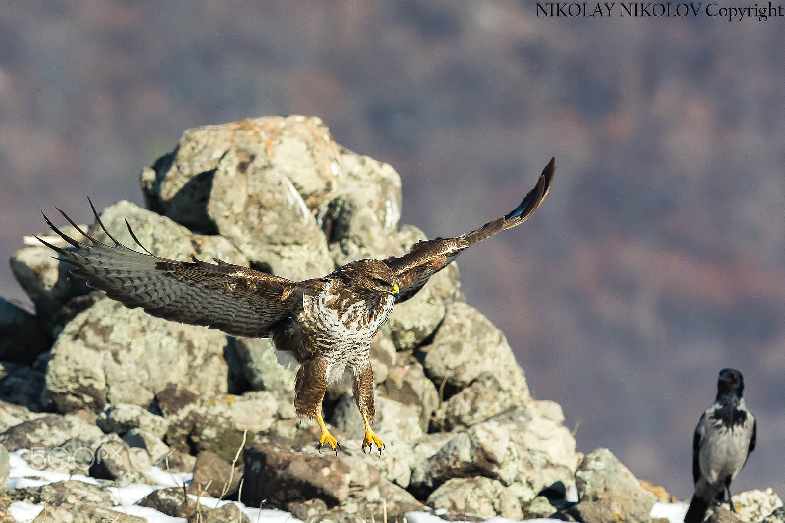 Nikon D7200 + Nikon AF-S Nikkor 300mm F4D ED-IF sample photo. Buzzard (of ) photography