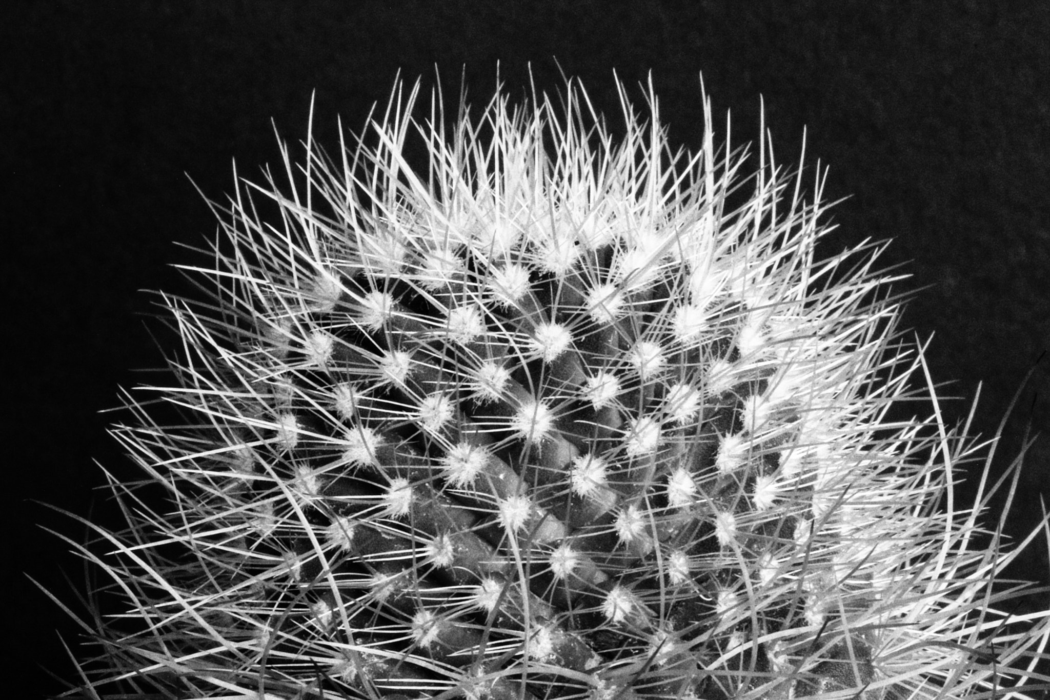Canon EF-S 60mm F2.8 Macro USM sample photo. Thorny cactus photography