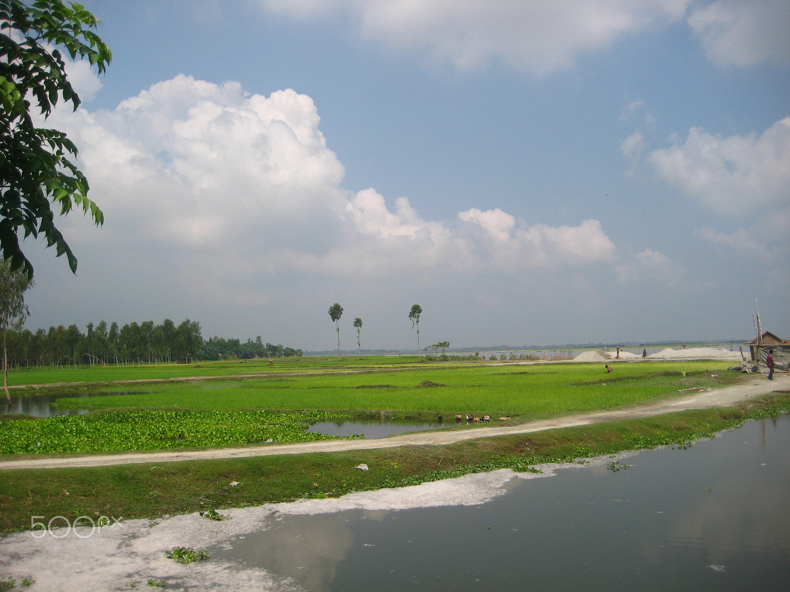 Canon POWERSHOT SD750 sample photo. Near river area 'balashi ghat' of 'beautiful bangladesh' photography