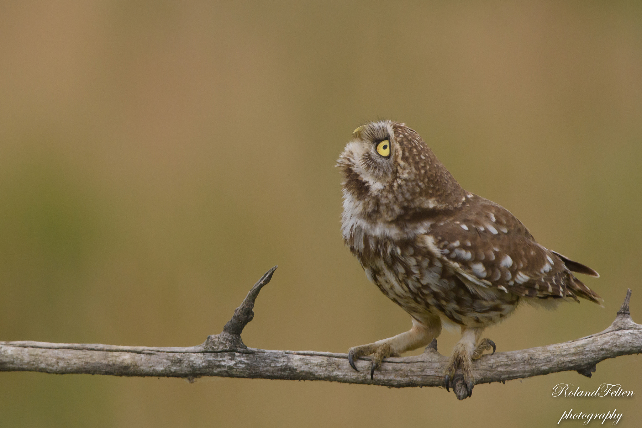 Nikon AF-S Nikkor 200-400mm F4G ED-IF VR sample photo. What's up there? photography