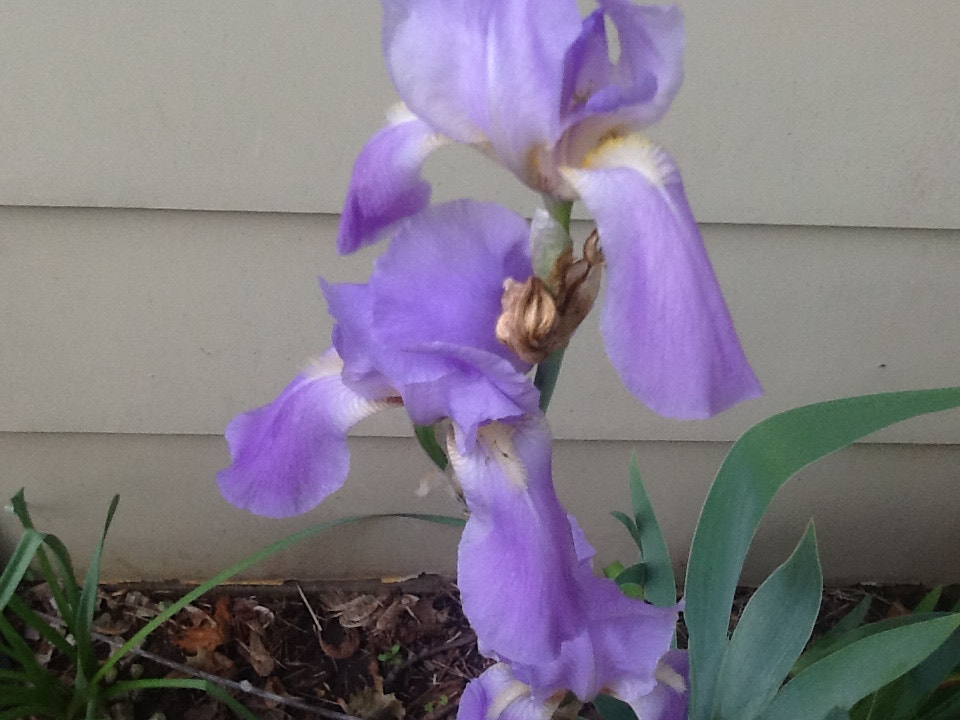 Apple iPad 2 sample photo