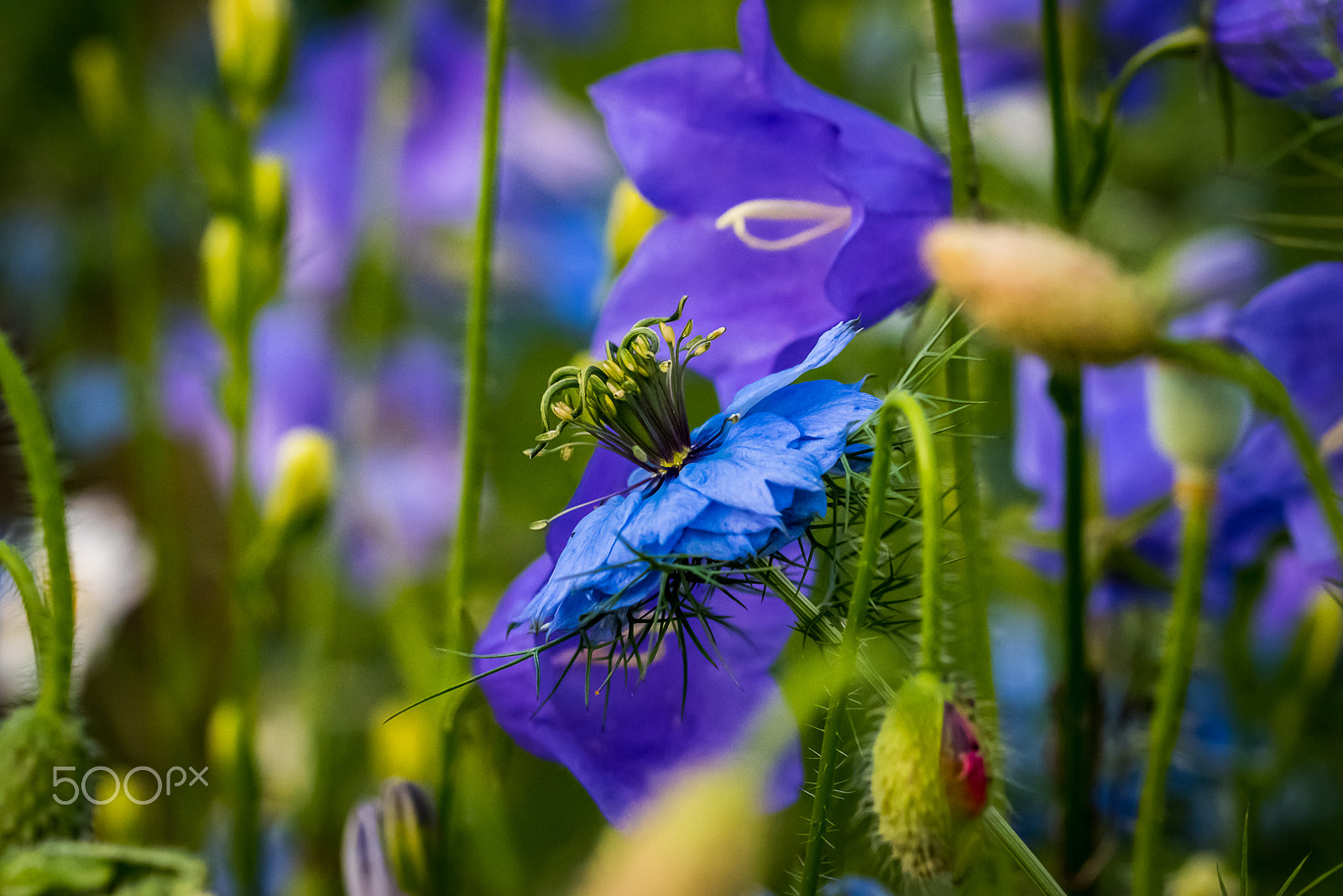 Nikon D5500 sample photo. Blue photography