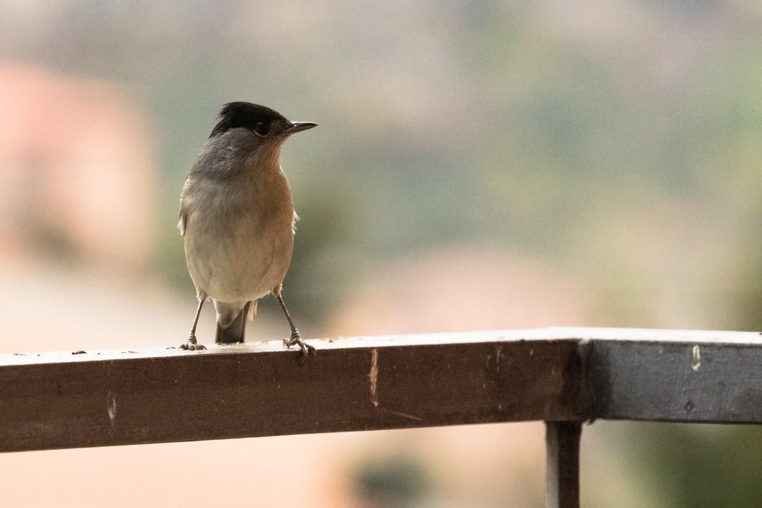 Canon EF 70-200mm F4L USM sample photo. Capinera photography