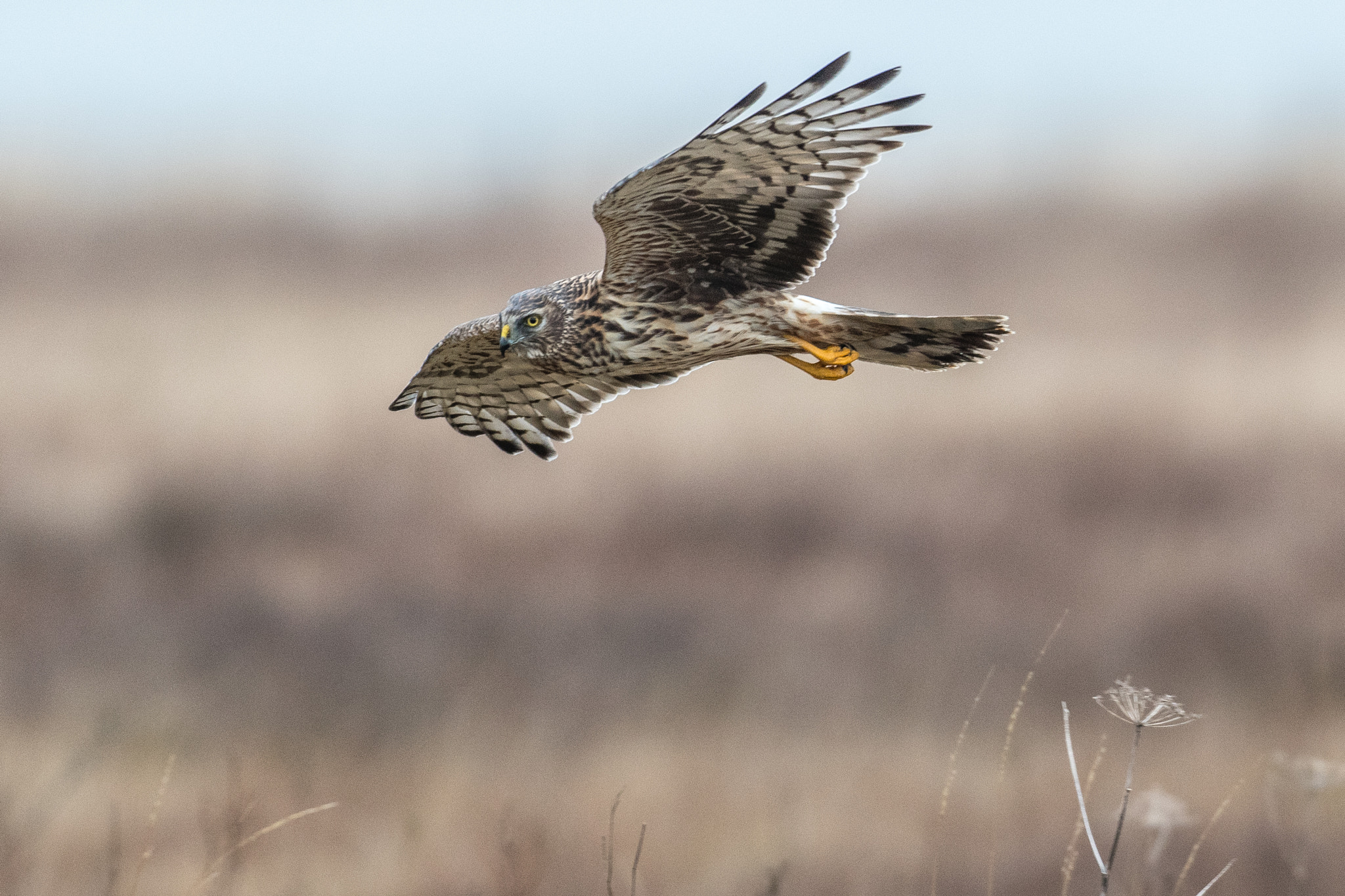 Nikon AF-S Nikkor 500mm F4D ED-IF II sample photo. Northern harrier photography