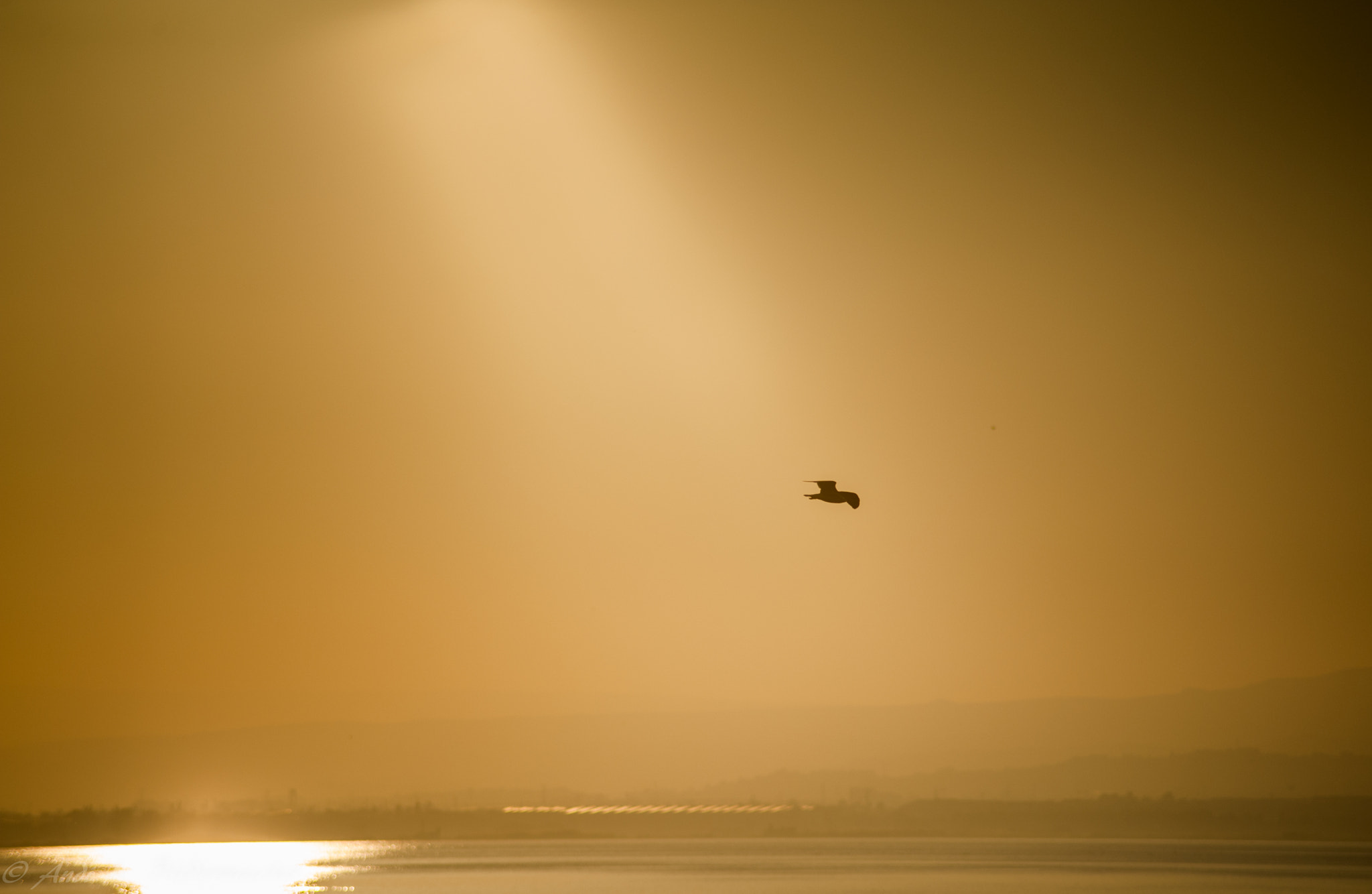 Nikon D700 sample photo. Spot on.........albufera.... photography