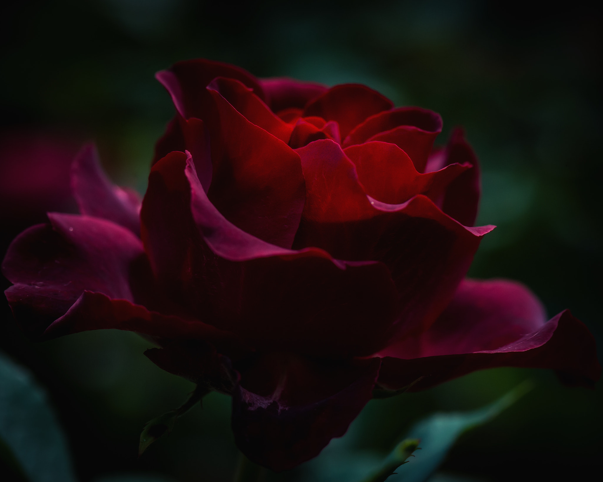 Nikon AF-S Micro-Nikkor 105mm F2.8G IF-ED VR sample photo. Passionate love photography