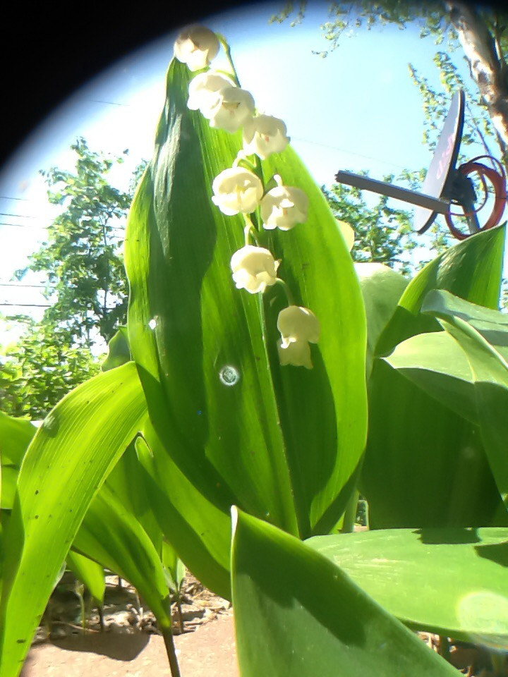 Apple iPad 2 sample photo