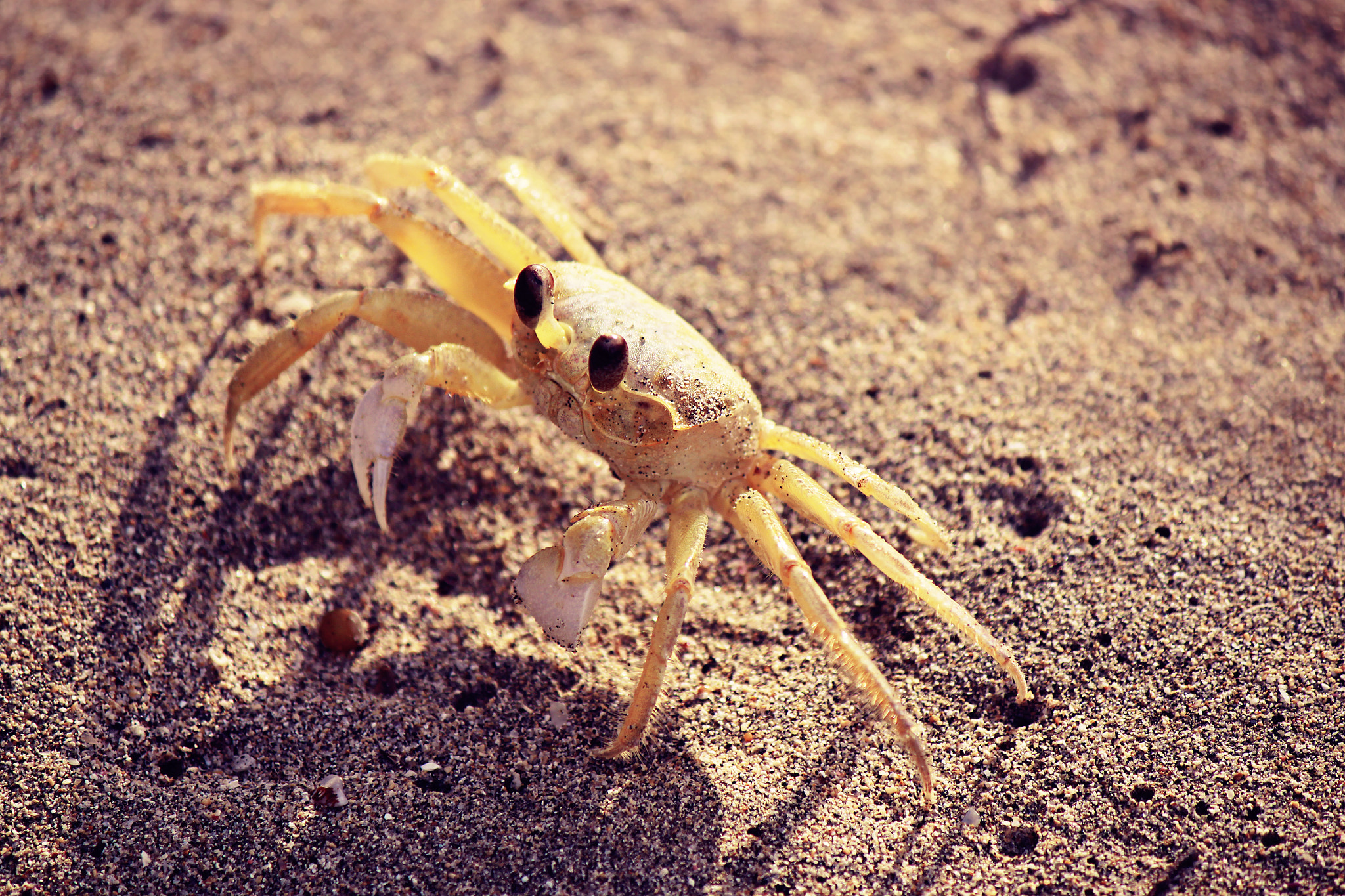 Canon EOS 500D (EOS Rebel T1i / EOS Kiss X3) sample photo. Atlantic ghost crab photography