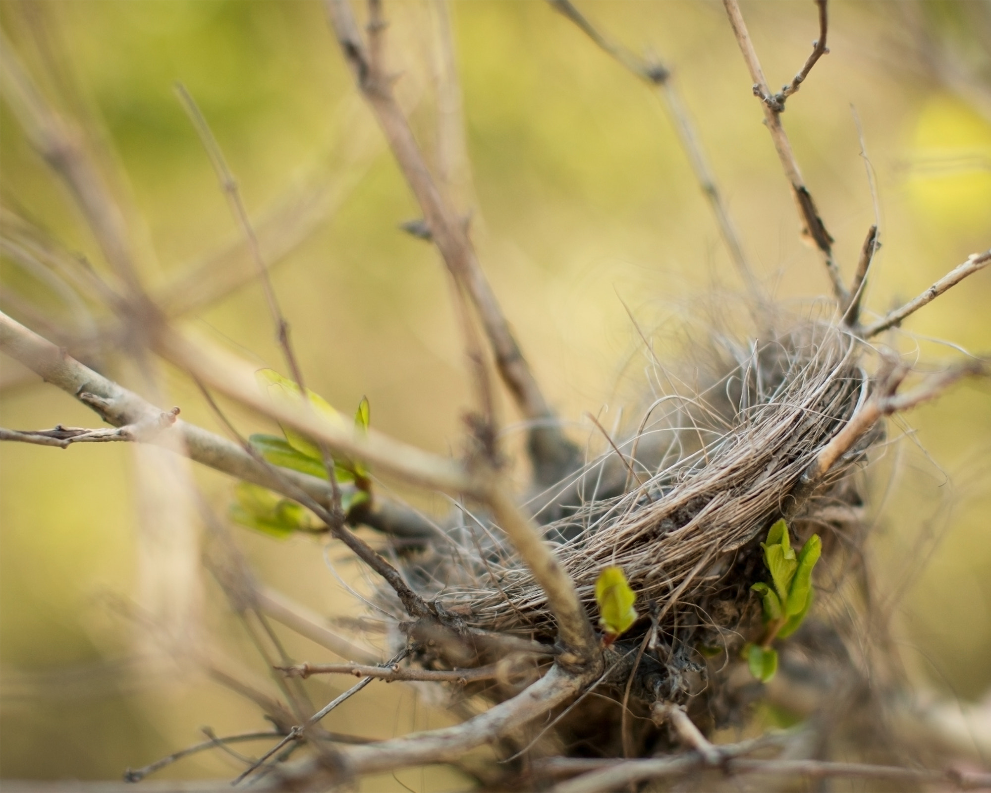 Canon EOS 70D + Canon EF 50mm F1.2L USM sample photo. Home photography