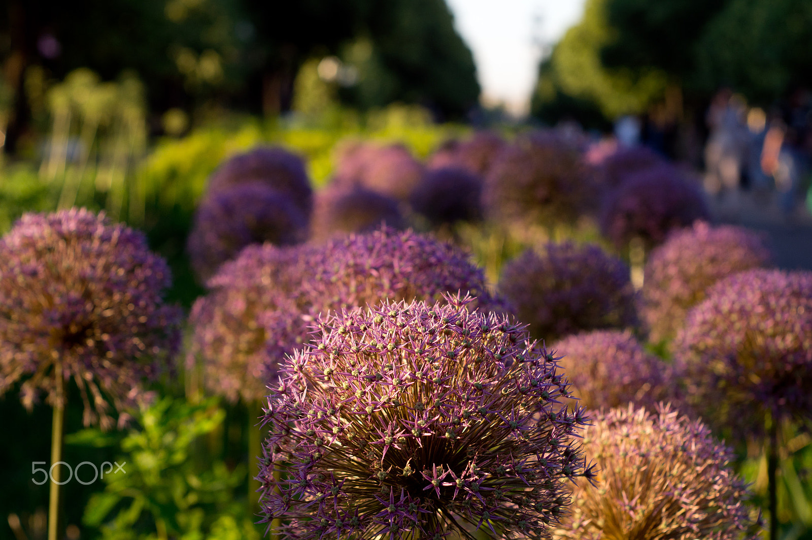 Minolta AF 50mm F1.7 New sample photo. Allium flowers in summer city park photography