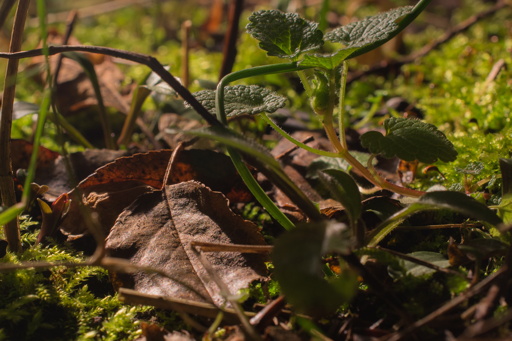 Nikon AF-S DX Micro Nikkor 40mm F2.8 sample photo. On the garden soil photography