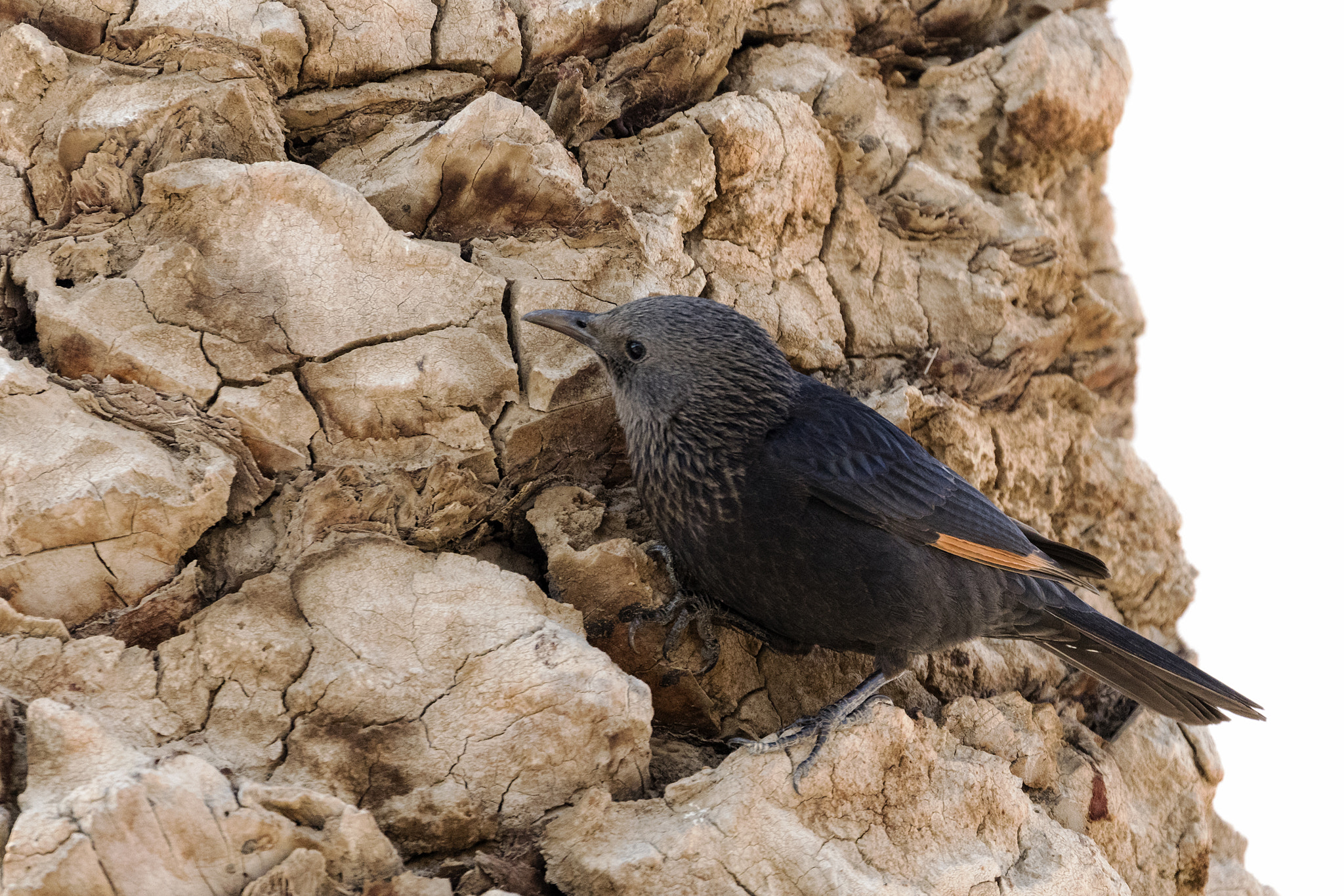 Canon EOS 5DS sample photo. Onychognathus tristramii photography