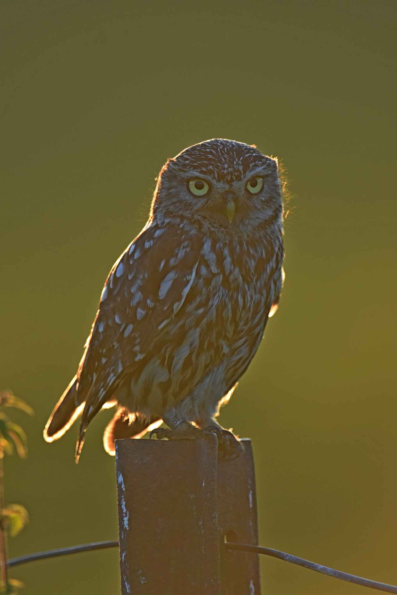 Nikon D7200 + Nikon AF-S Nikkor 600mm F4G ED VR sample photo. Little owl photography