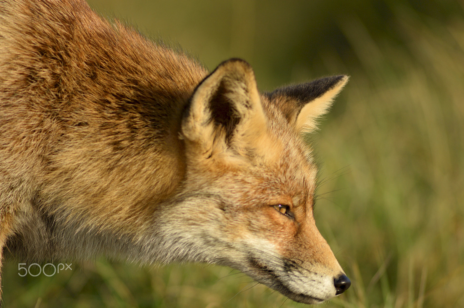 Nikkor 500mm f/4 P ED IF sample photo. Fur photography