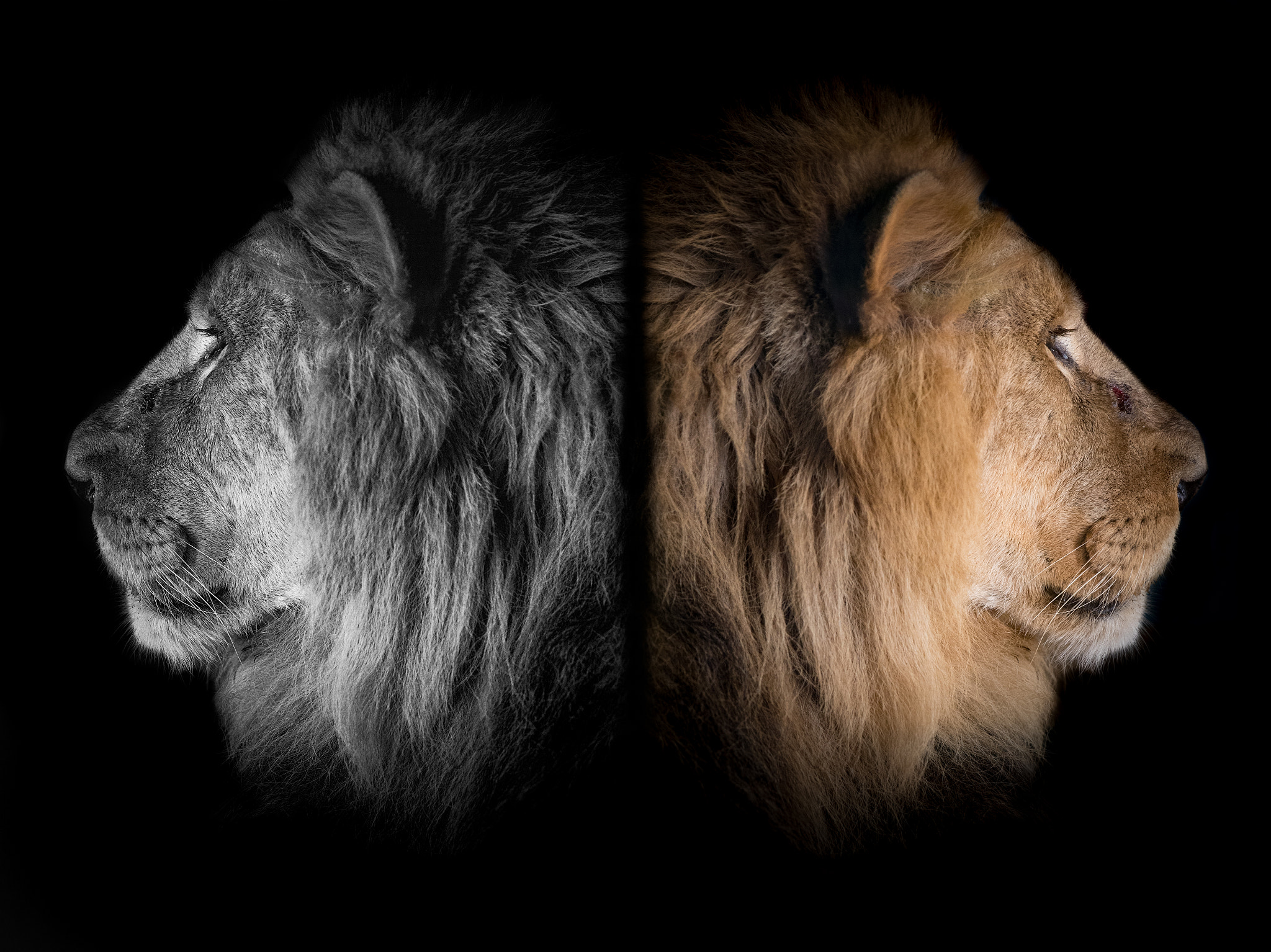 Canon EF 24-70mm F2.8L II USM sample photo. Lions photography