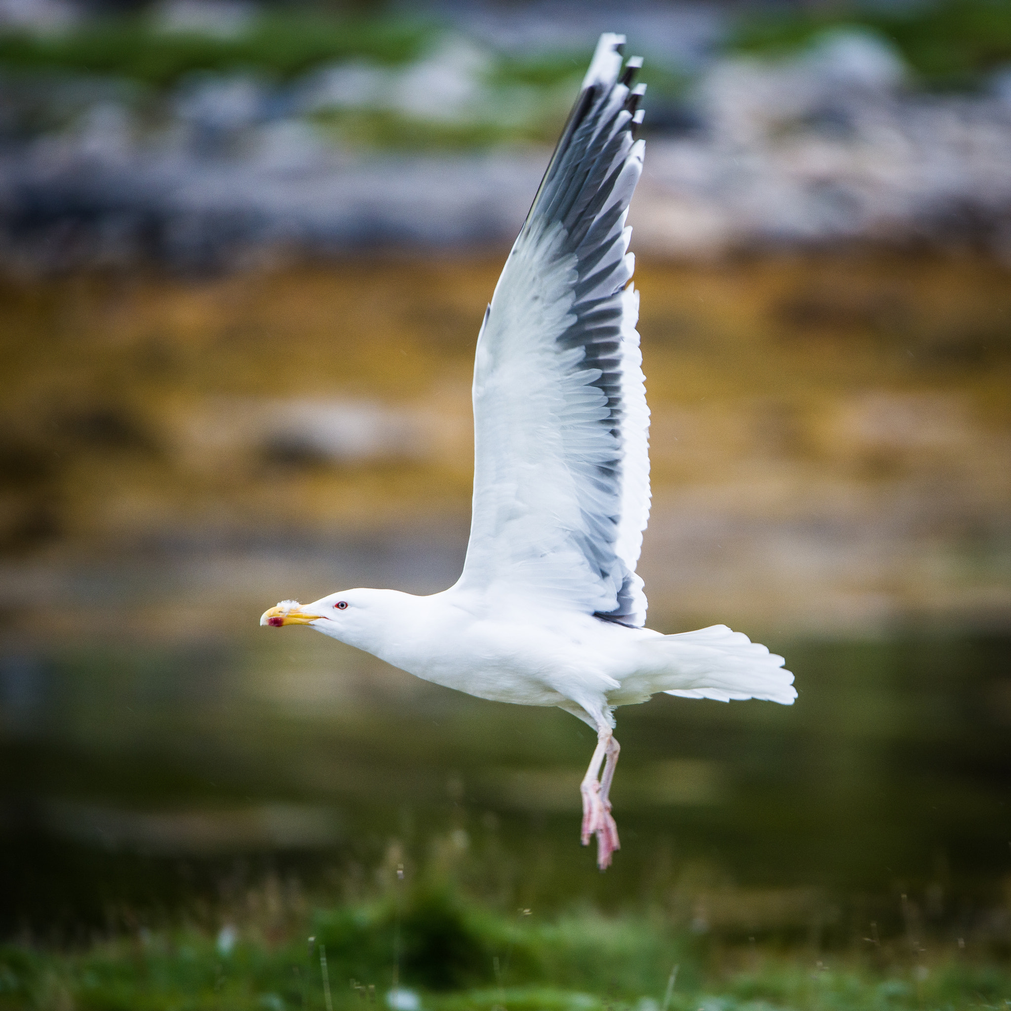 Nikon D800 + Sigma 150-600mm F5-6.3 DG OS HSM | S sample photo. Larus marinus photography