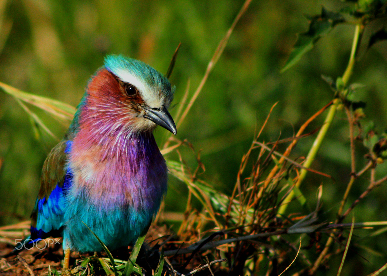 Canon EOS 450D (EOS Rebel XSi / EOS Kiss X2) + Canon EF 75-300mm F4.0-5.6 IS USM sample photo. Lilac-breasted roller photography