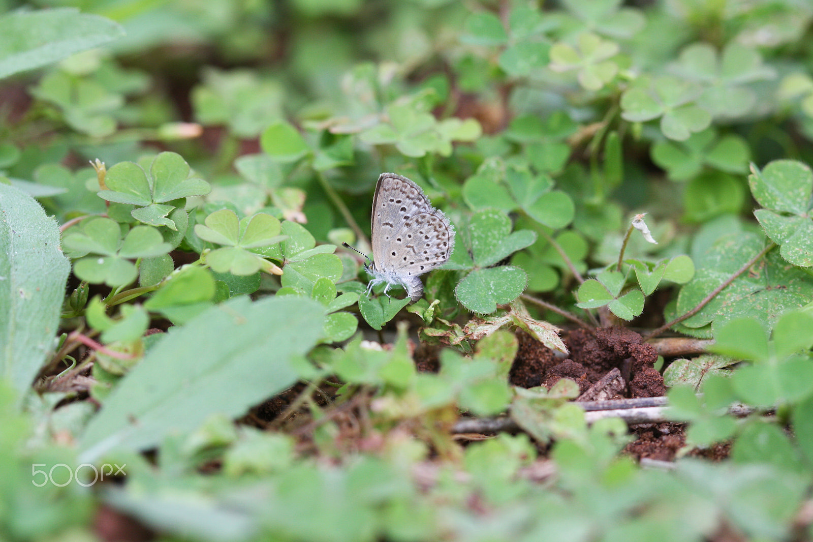 Canon EF 100mm F2.8 Macro USM sample photo. African grass blue laying eggs photography
