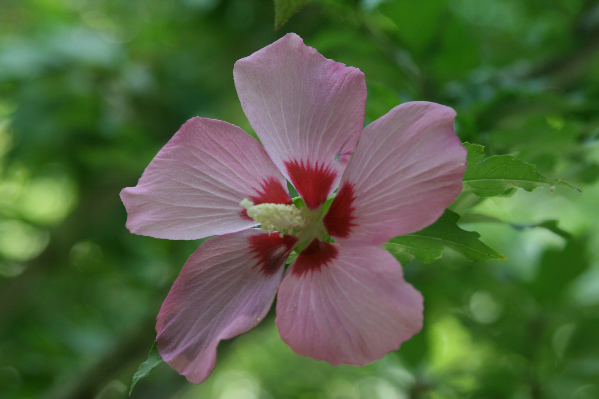 Canon EF 28-105mm f/3.5-4.5 USM sample photo. Crimean flower photography