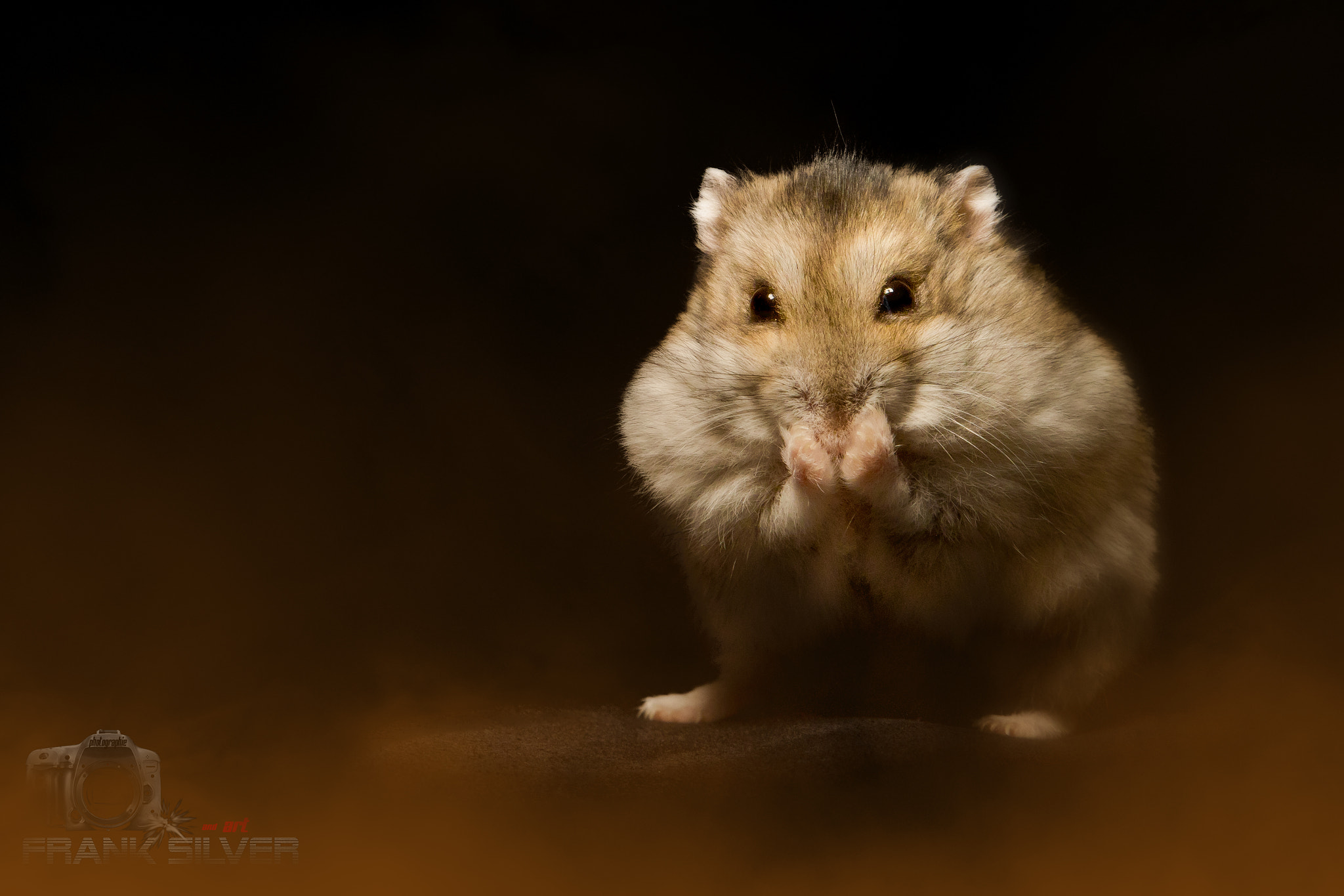Sigma 24-70mm F2.8 EX DG Macro sample photo. Fluffi   oh fright photography