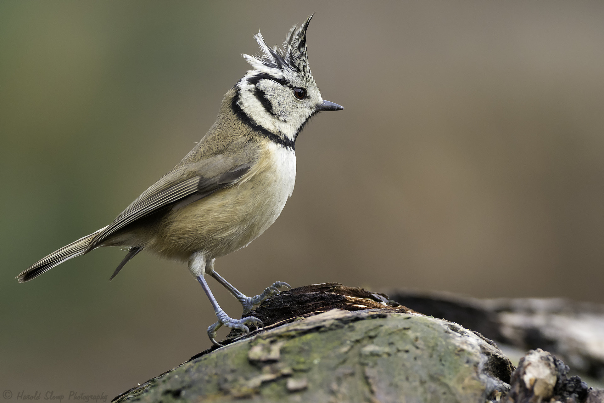 M.300mm F4.0 + MC-14 sample photo. European crested tit photography