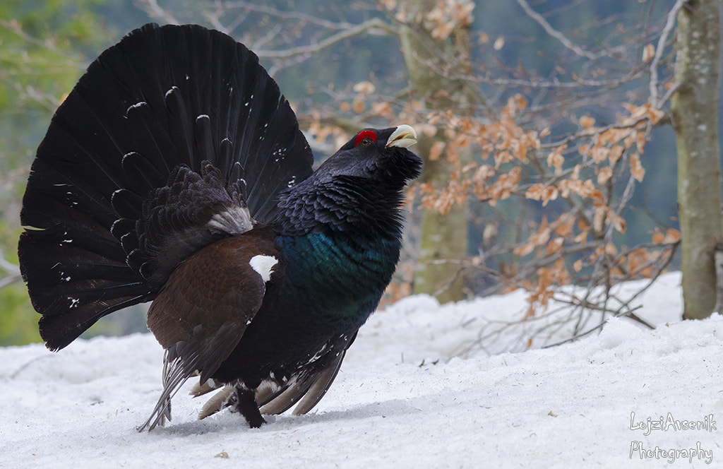 Nikon D7000 + Sigma 120-400mm F4.5-5.6 DG OS HSM sample photo. The western capercaillie photography