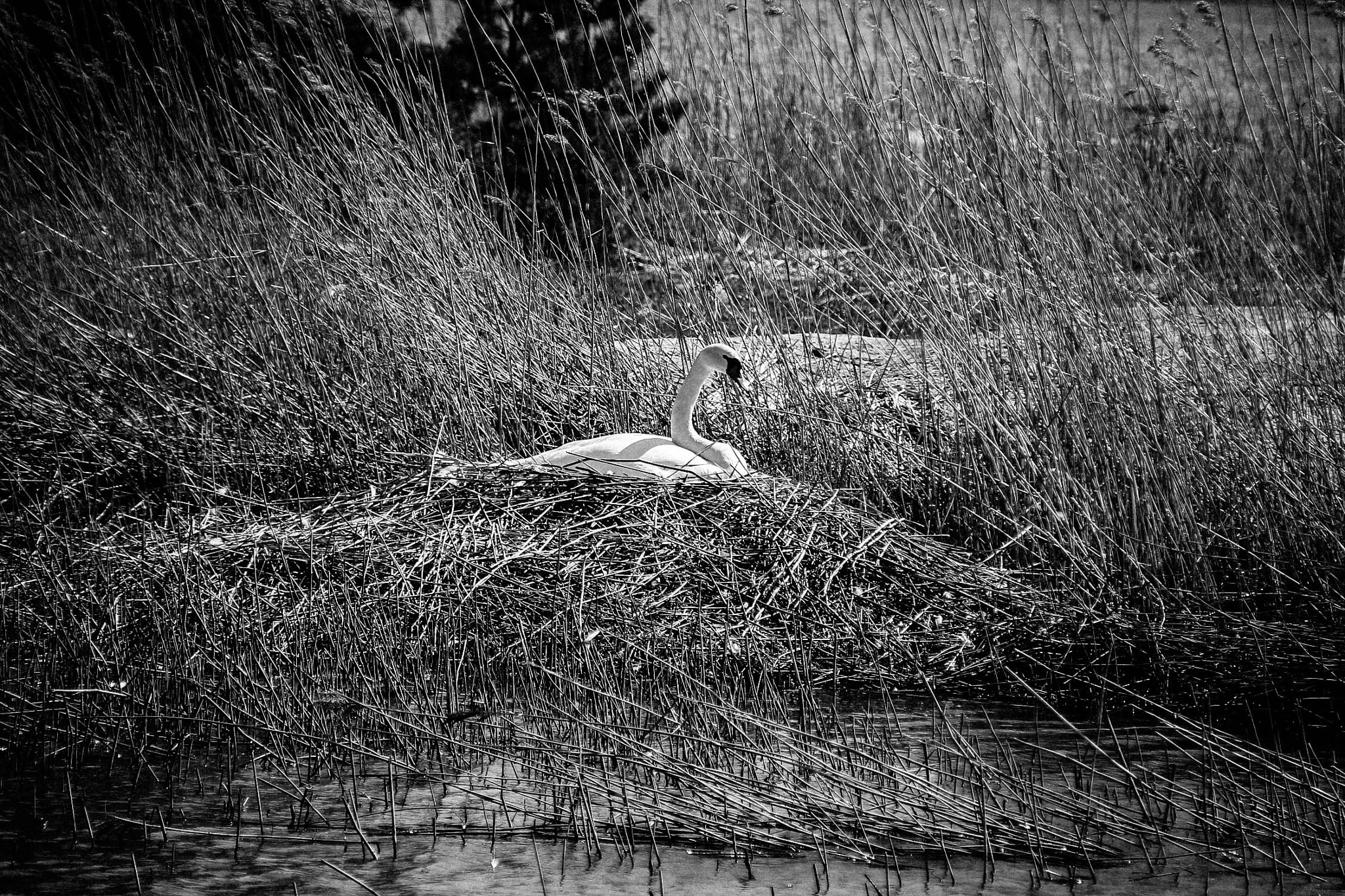 Canon EOS 1100D (EOS Rebel T3 / EOS Kiss X50) sample photo. A single swan nest photography