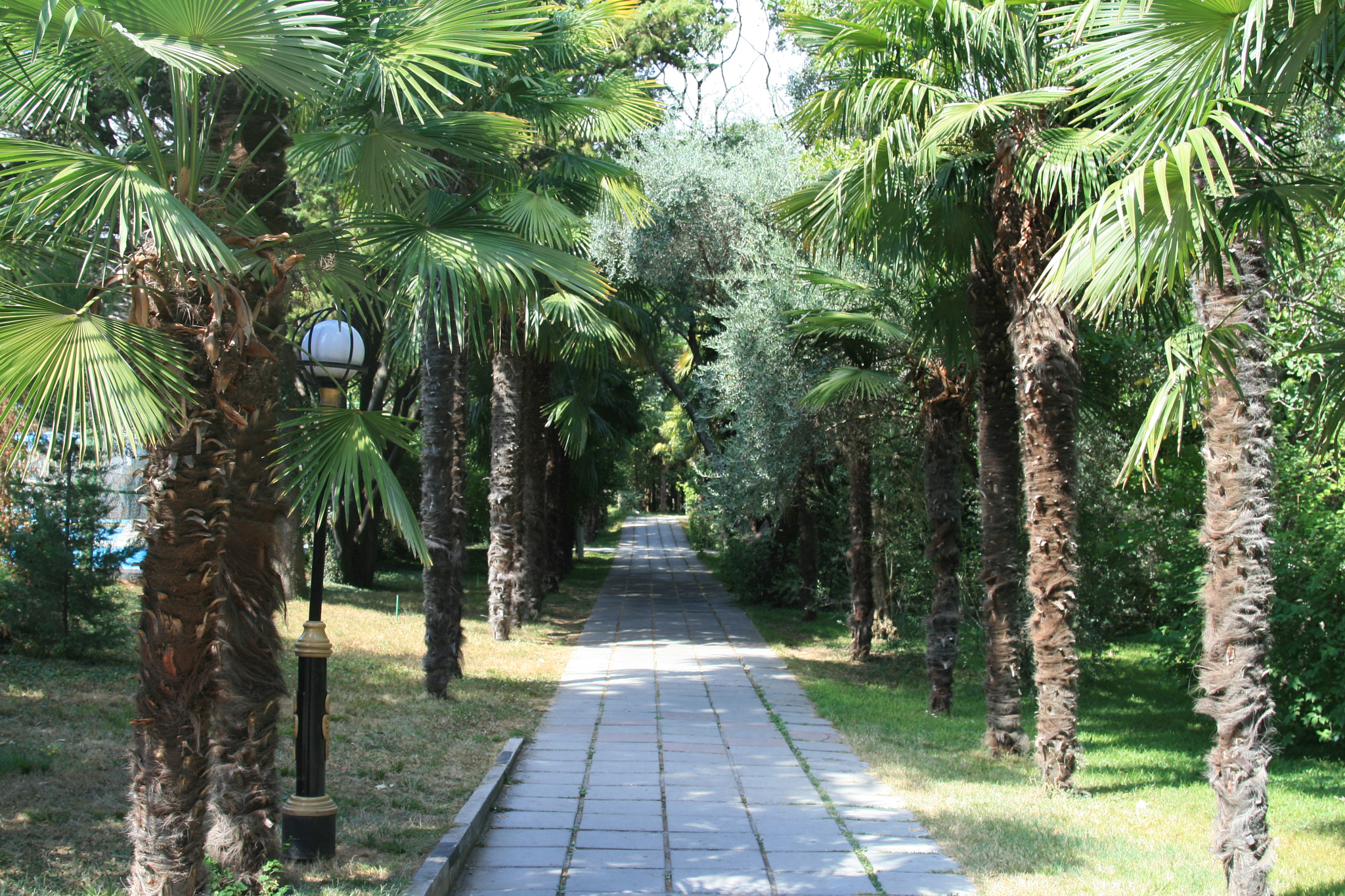 Canon EF 28-105mm f/3.5-4.5 USM sample photo. Palms in partenit photography