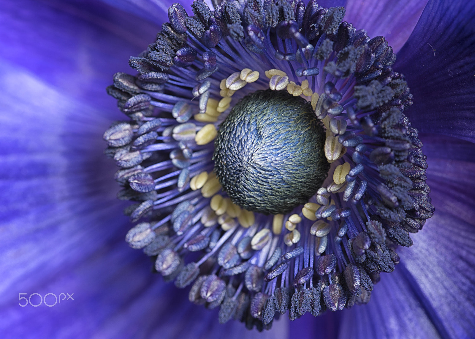 Sigma 105mm F2.8 EX DG OS HSM sample photo. Anemone macro photography