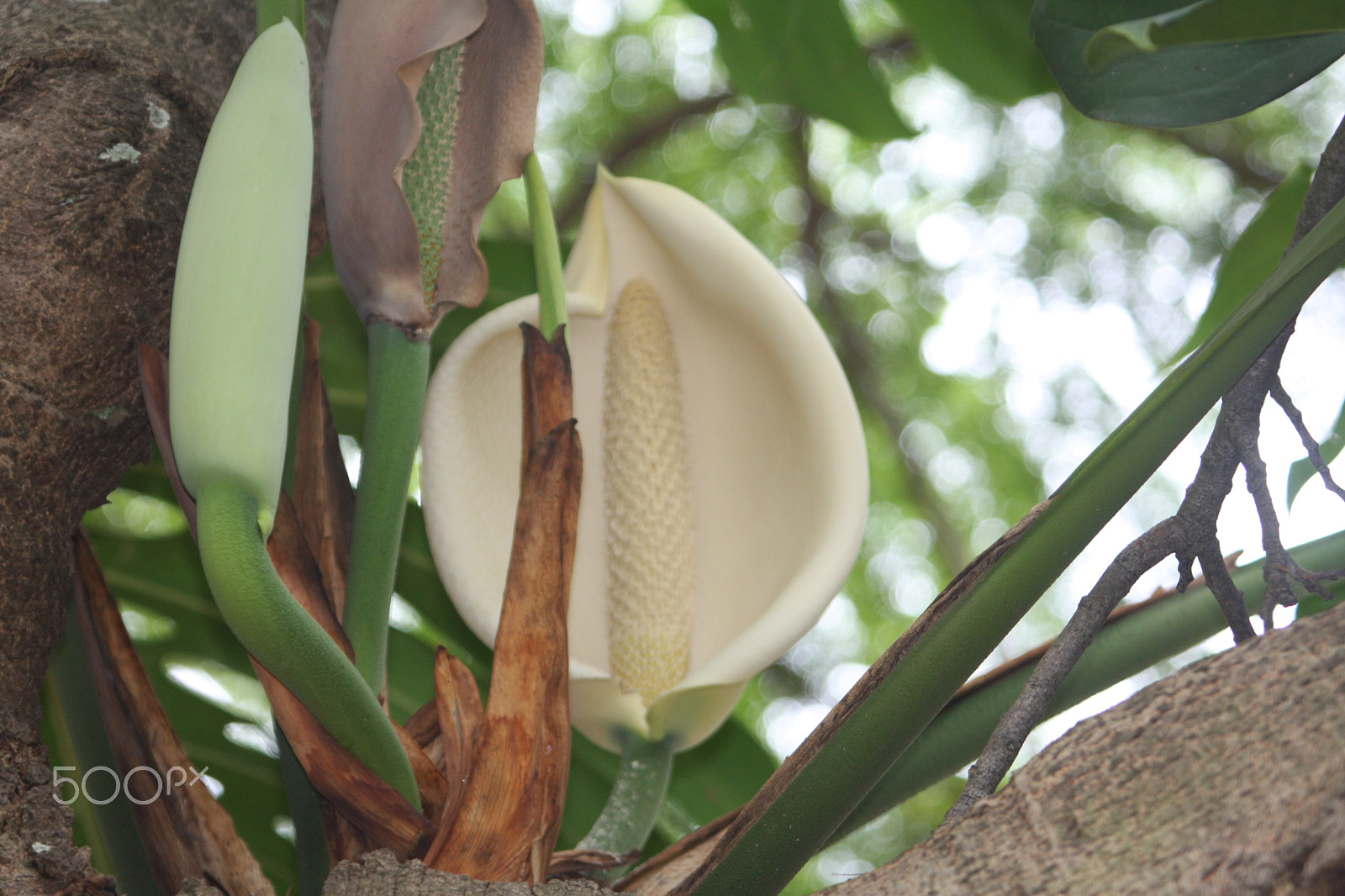 Canon EF 100-400mm F4.5-5.6L IS USM sample photo. Delicious monster flowering in a tree photography