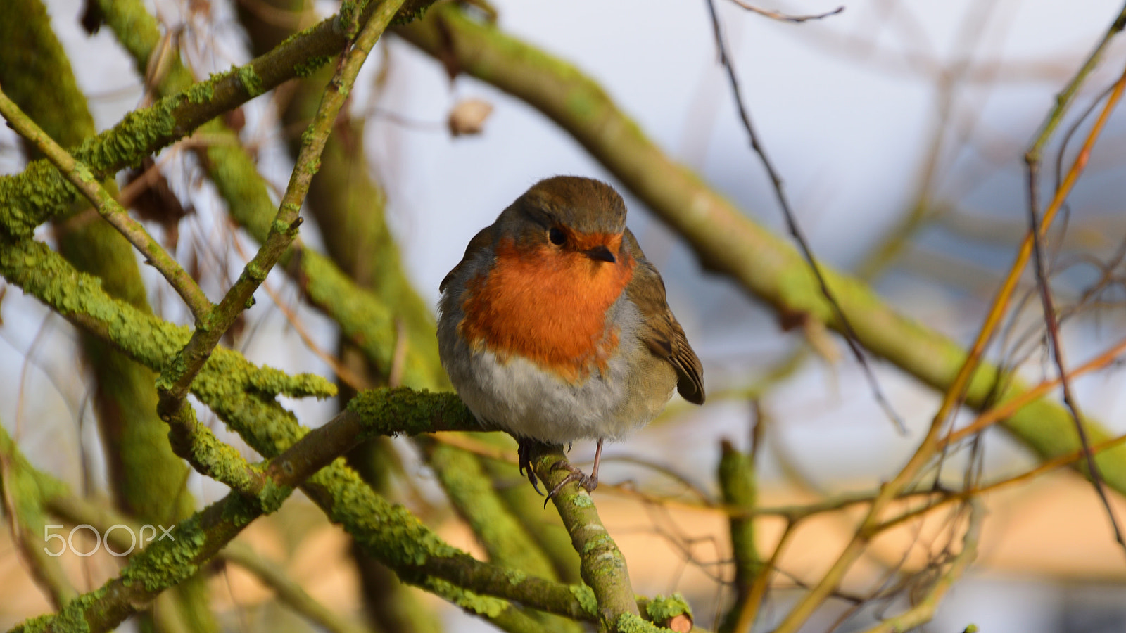 Nikon D5300 + Sigma 18-250mm F3.5-6.3 DC OS HSM sample photo. Oxford island robin photography