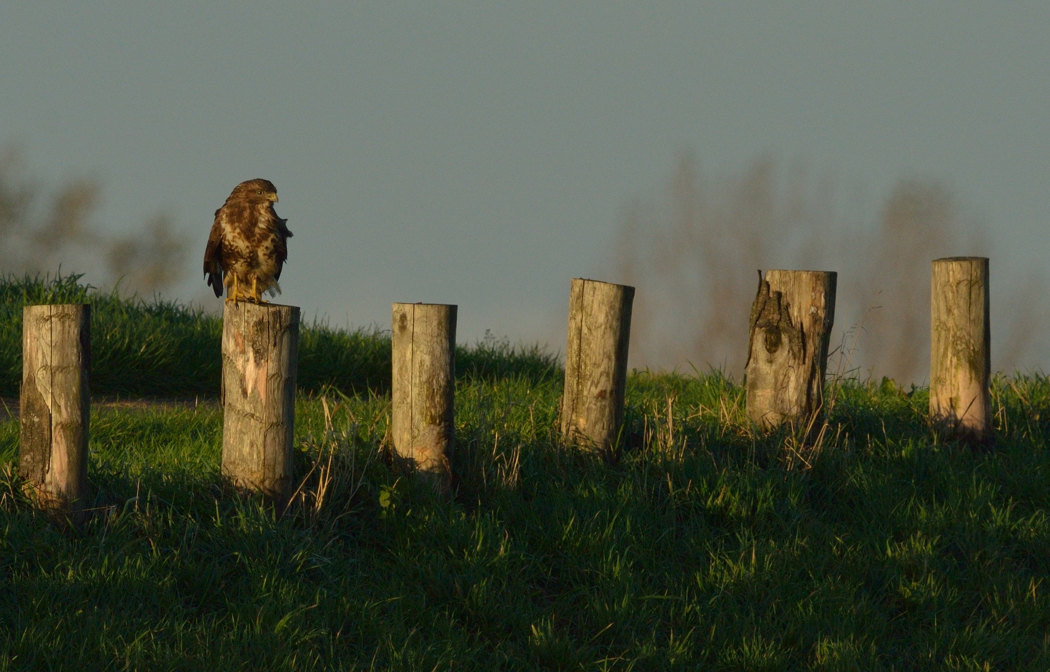 Nikon D7000 + Nikon AF-S Nikkor 400mm F2.8D ED-IF II sample photo. Buizerd photography