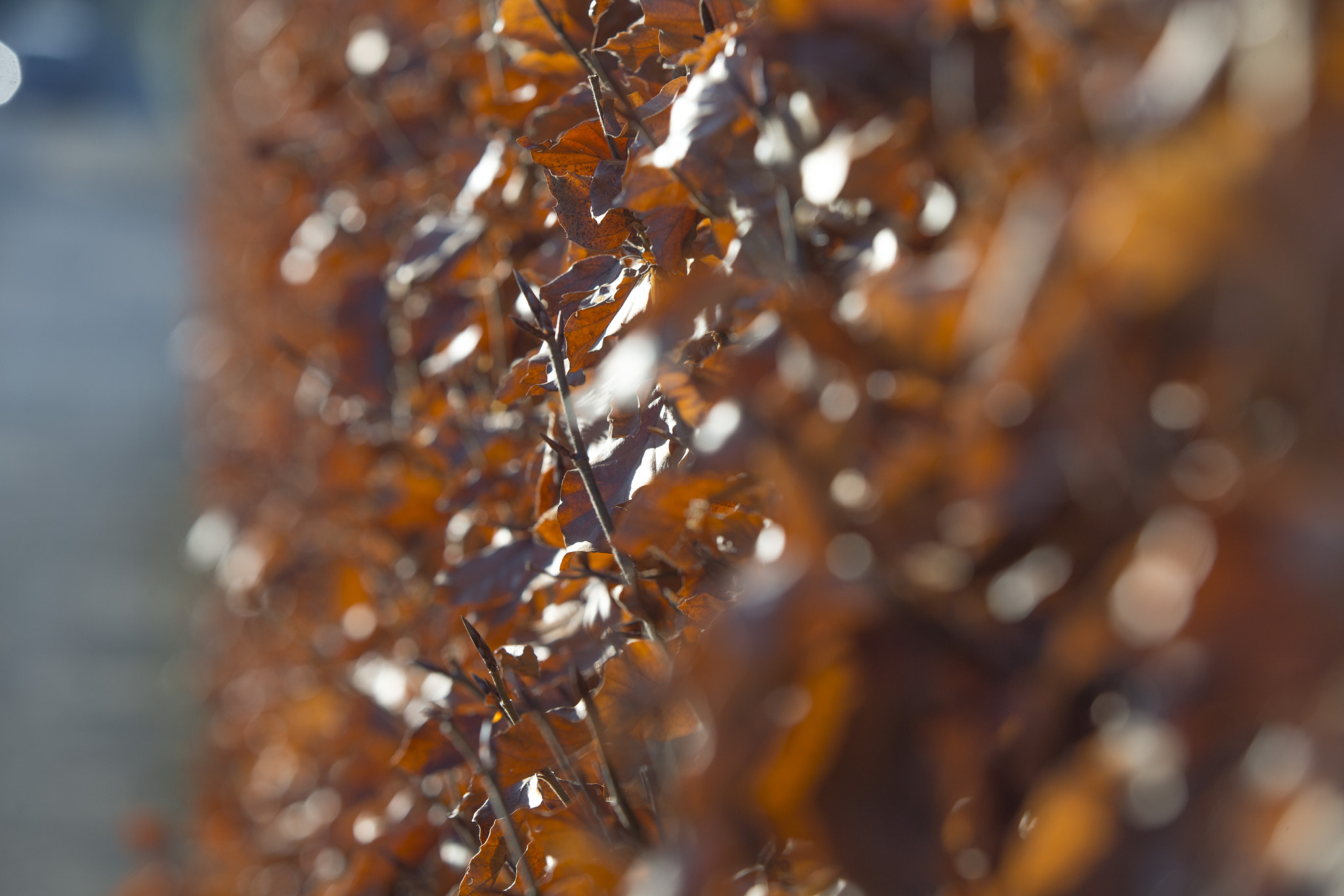 Canon EF 70-200mm F2.8L IS USM sample photo. Hecke photography