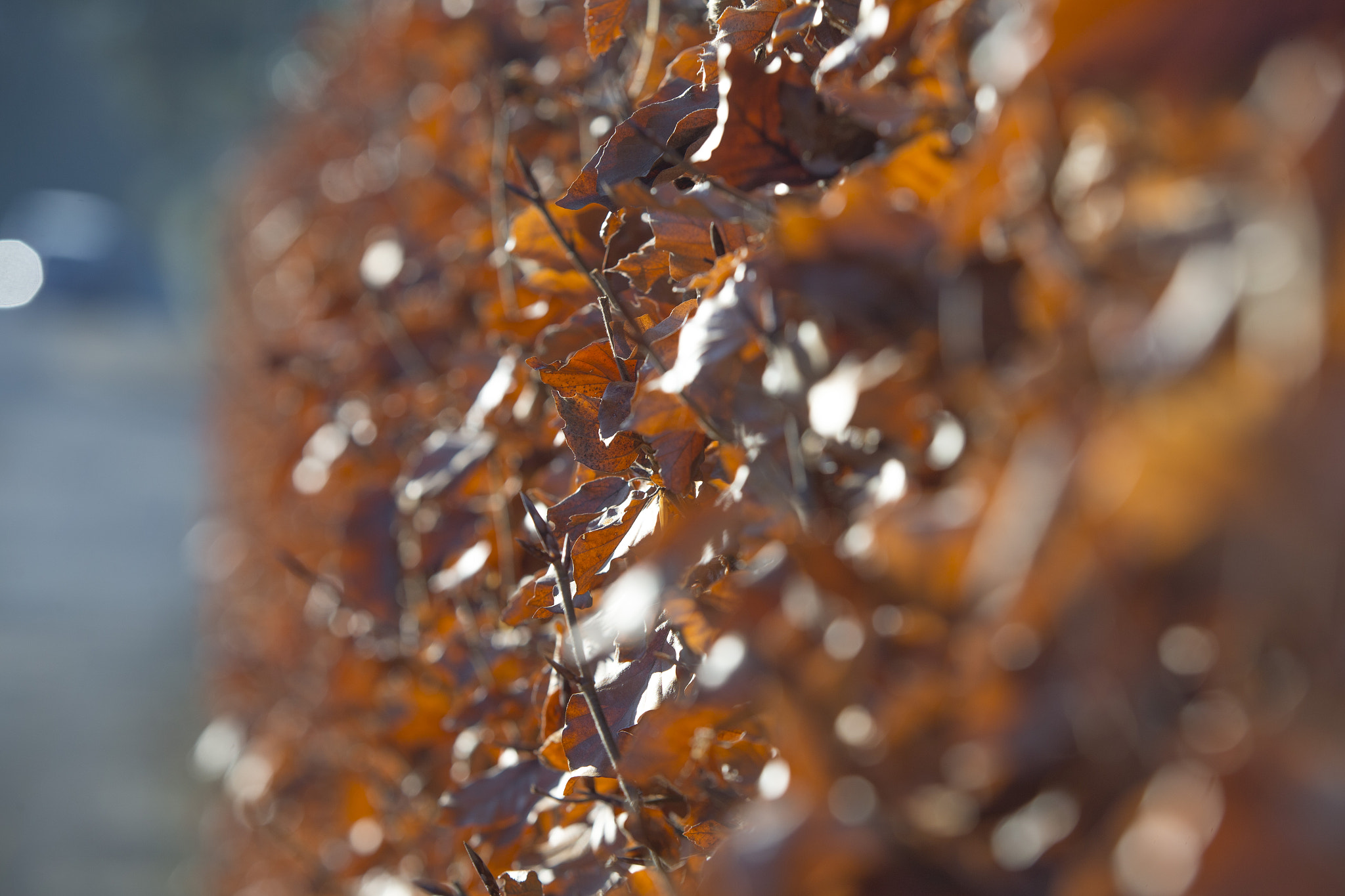 Canon EF 70-200mm F2.8L IS USM sample photo. Hecke photography