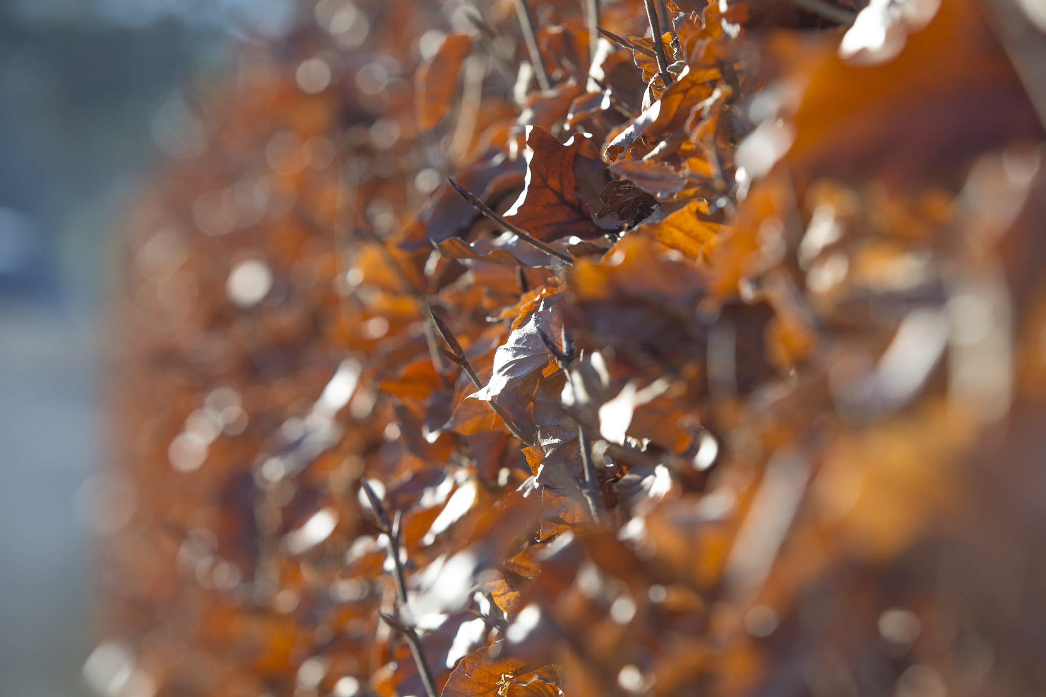 Canon EF 70-200mm F2.8L IS USM sample photo. Hecke photography