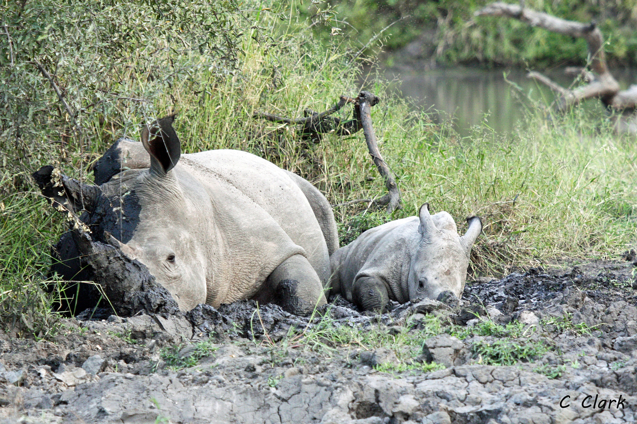 Canon EF 100-400mm F4.5-5.6L IS USM sample photo. Rhino mom and offspring in mud hole photography