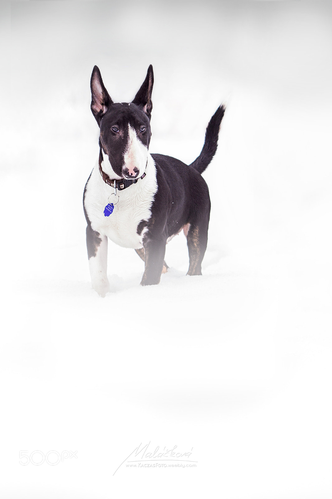 Canon EF 70-200mm F2.8L USM sample photo. White tenderness photography