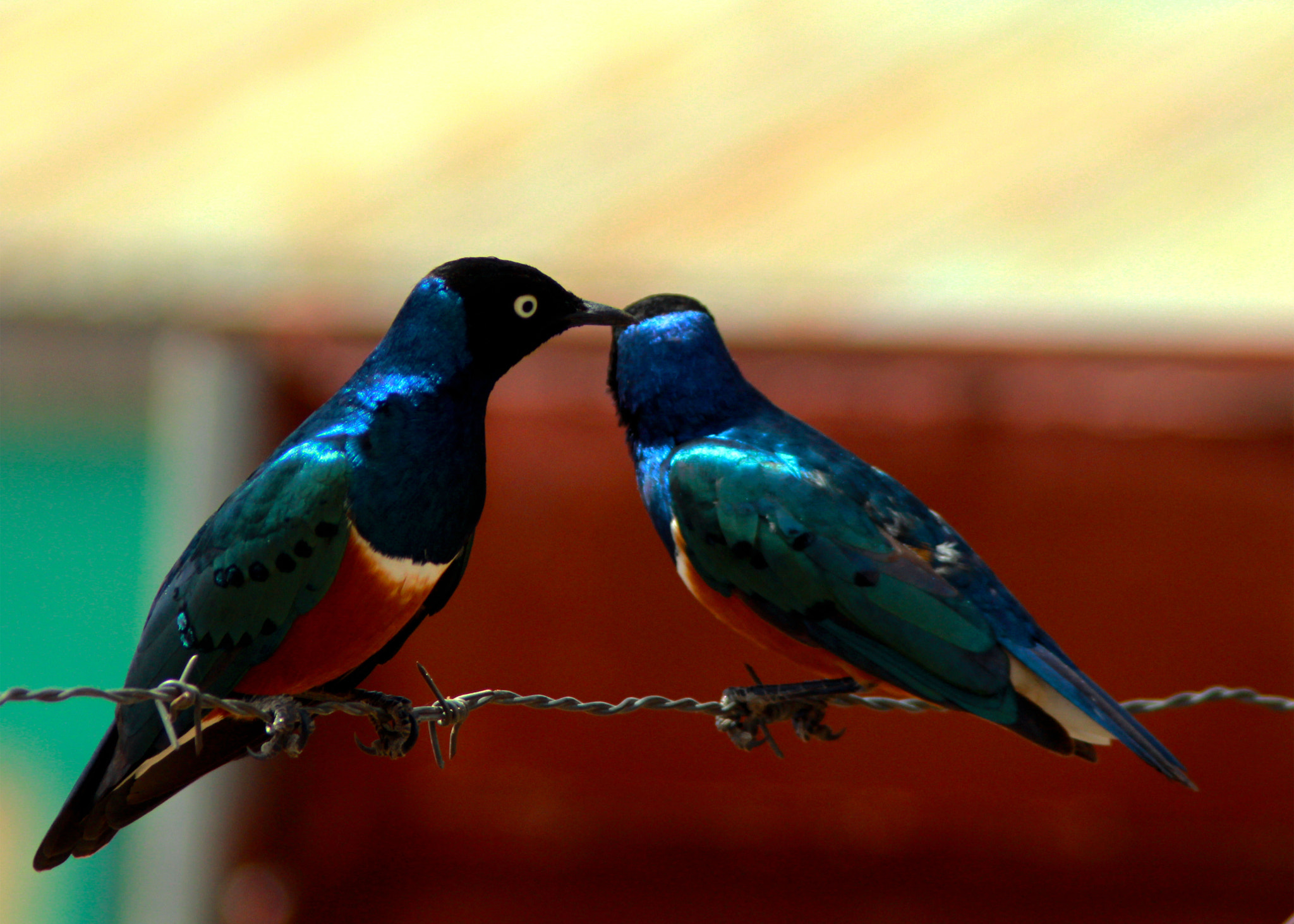 Canon EOS 700D (EOS Rebel T5i / EOS Kiss X7i) + Canon EF 75-300mm F4.0-5.6 IS USM sample photo. Blue starlings photography