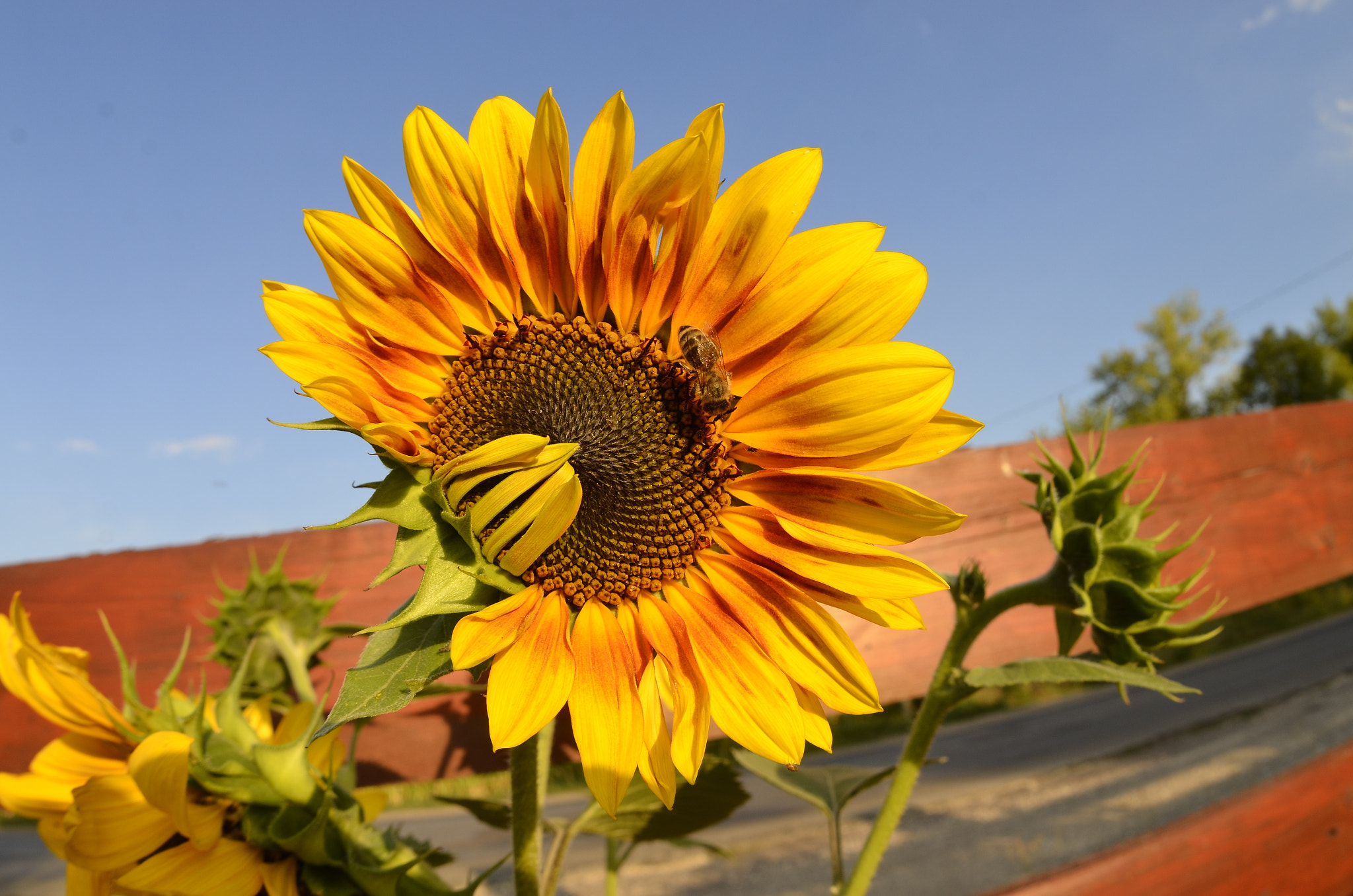 Manual Lens No CPU sample photo. The integral part of the sun photography