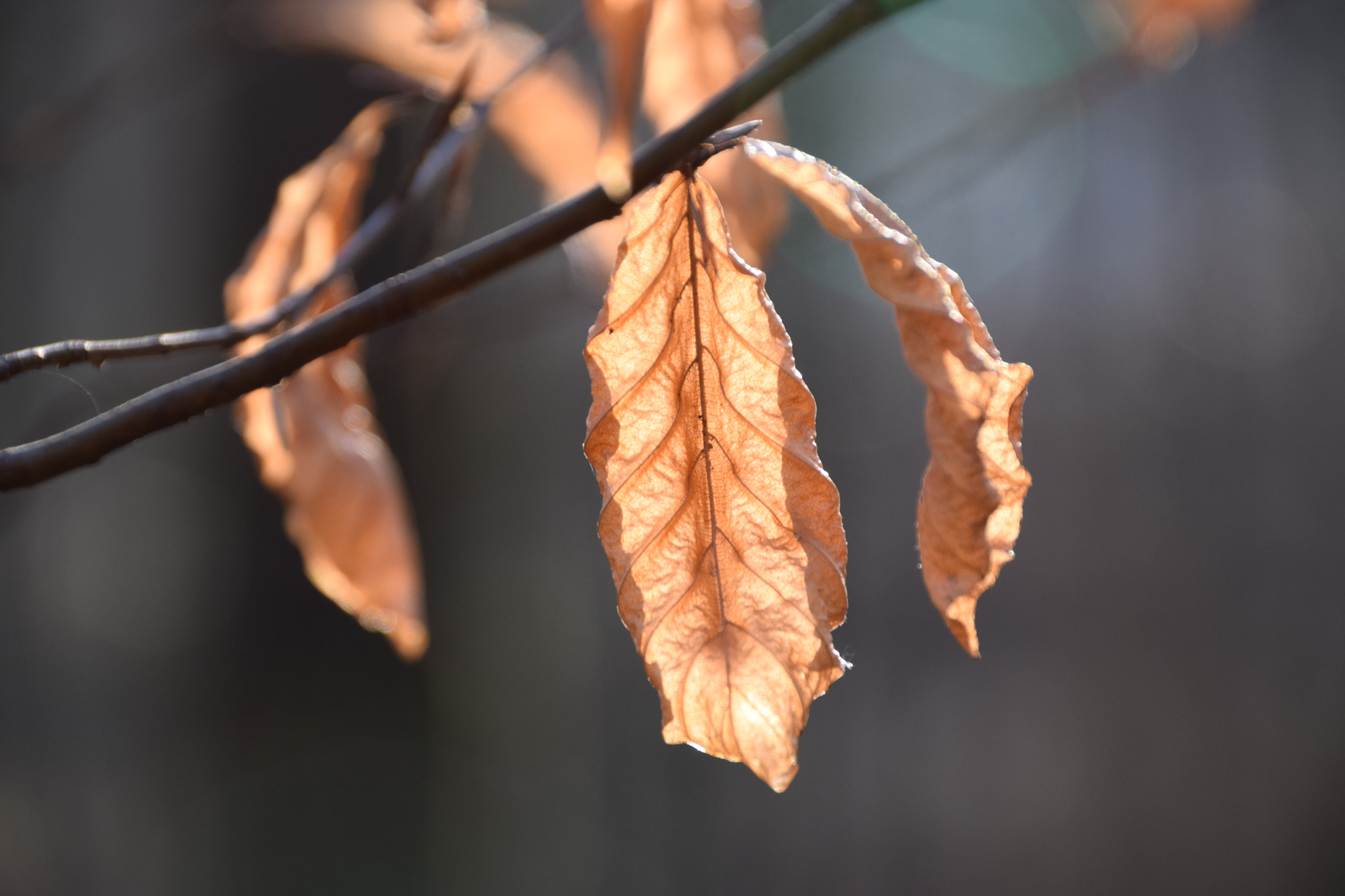 Sigma 18-250mm F3.5-6.3 DC Macro OS HSM sample photo. Im wald photography