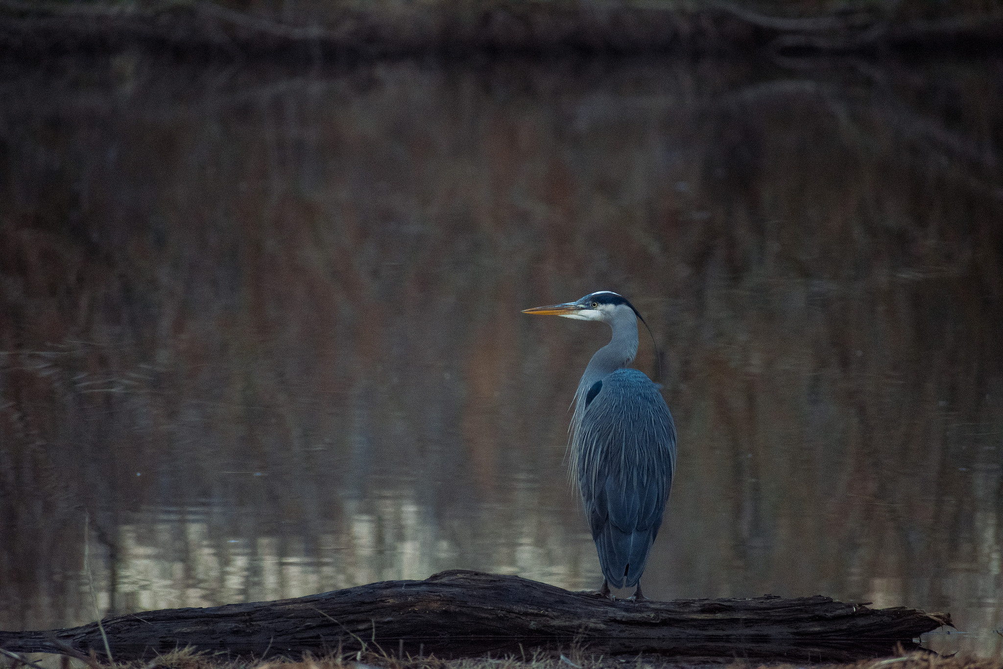 Nikon AF-S Nikkor 70-200mm F2.8G ED VR II sample photo. Great blue heron photography