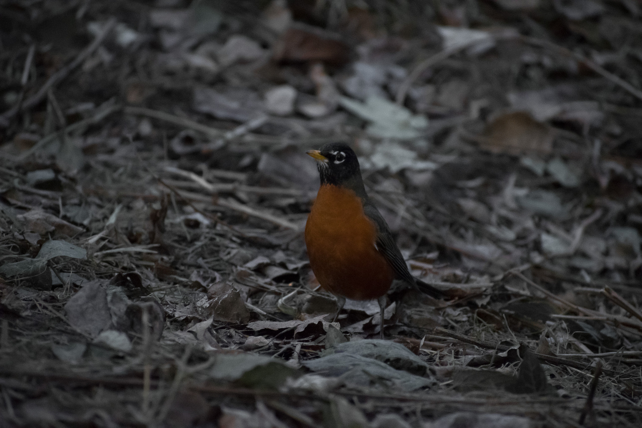 Nikon AF-S Nikkor 70-200mm F2.8G ED VR II sample photo. American robin photography