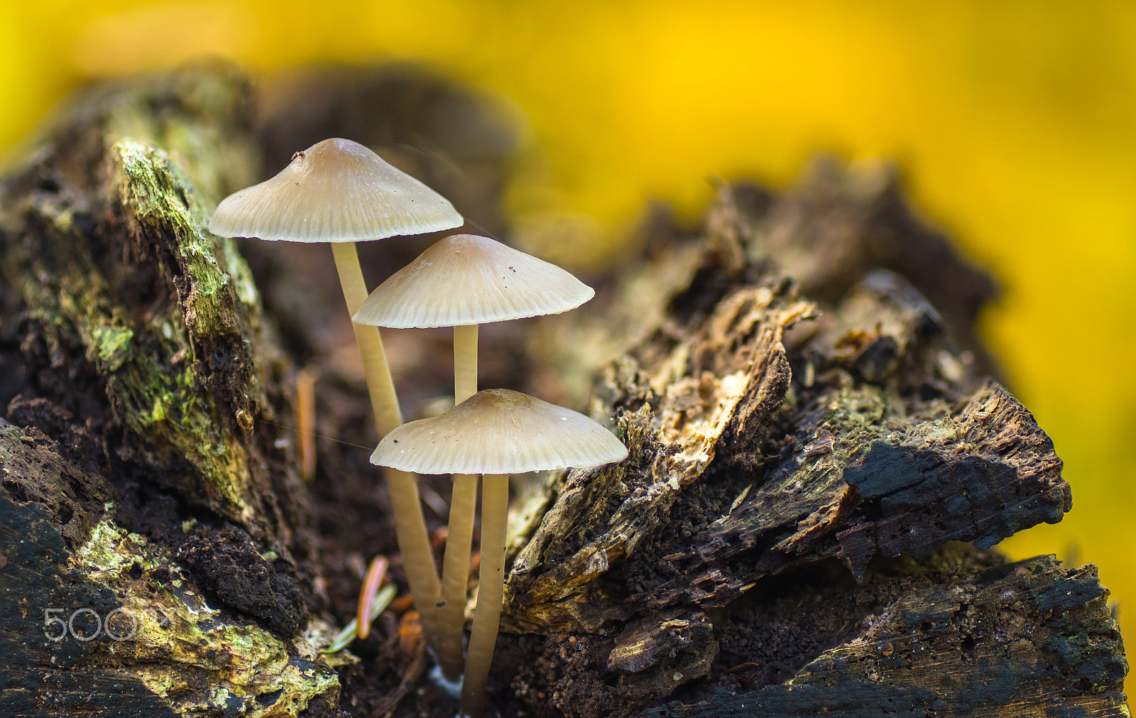 Sony SLT-A57 + Tamron SP AF 90mm F2.8 Di Macro sample photo. Mushrooms times three photography