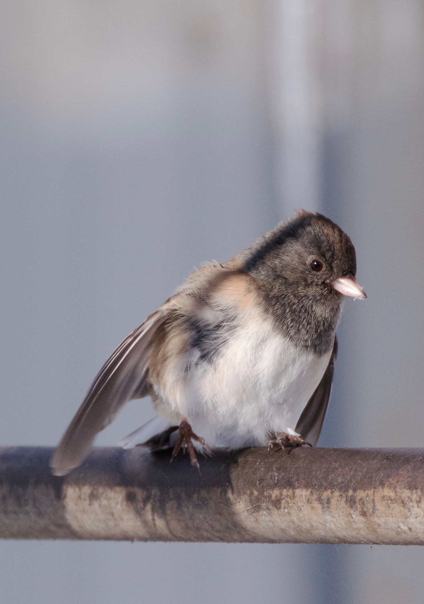 Canon EF 70-300mm F4-5.6L IS USM sample photo. Junco walking photography