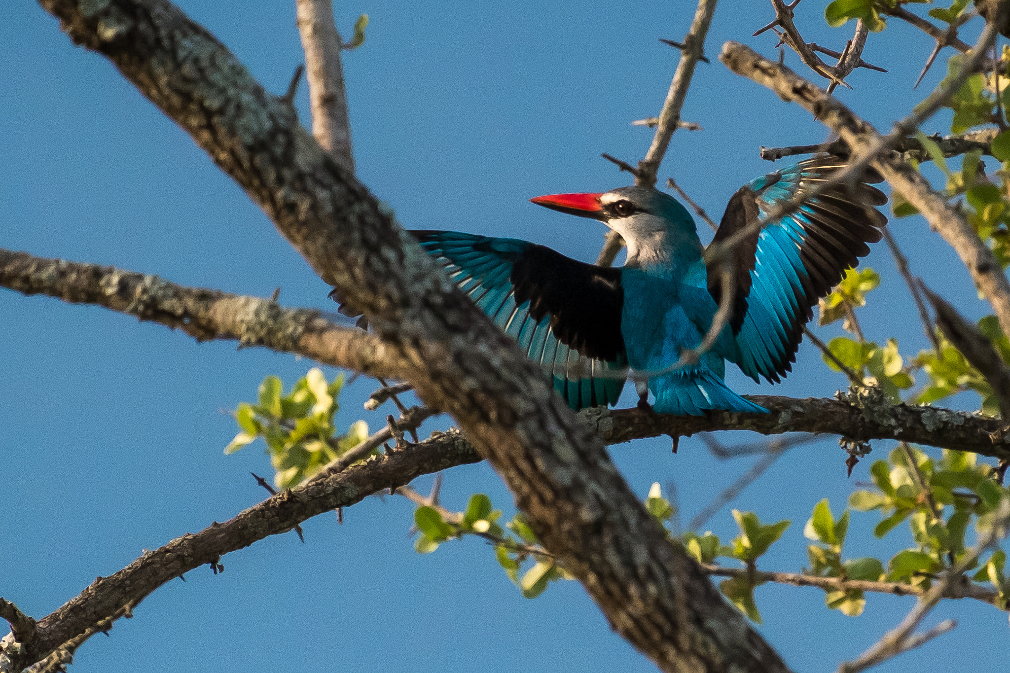 Fujifilm X-Pro1 + Fujifilm XF 55-200mm F3.5-4.8 R LM OIS sample photo. Woodland kingfisher photography