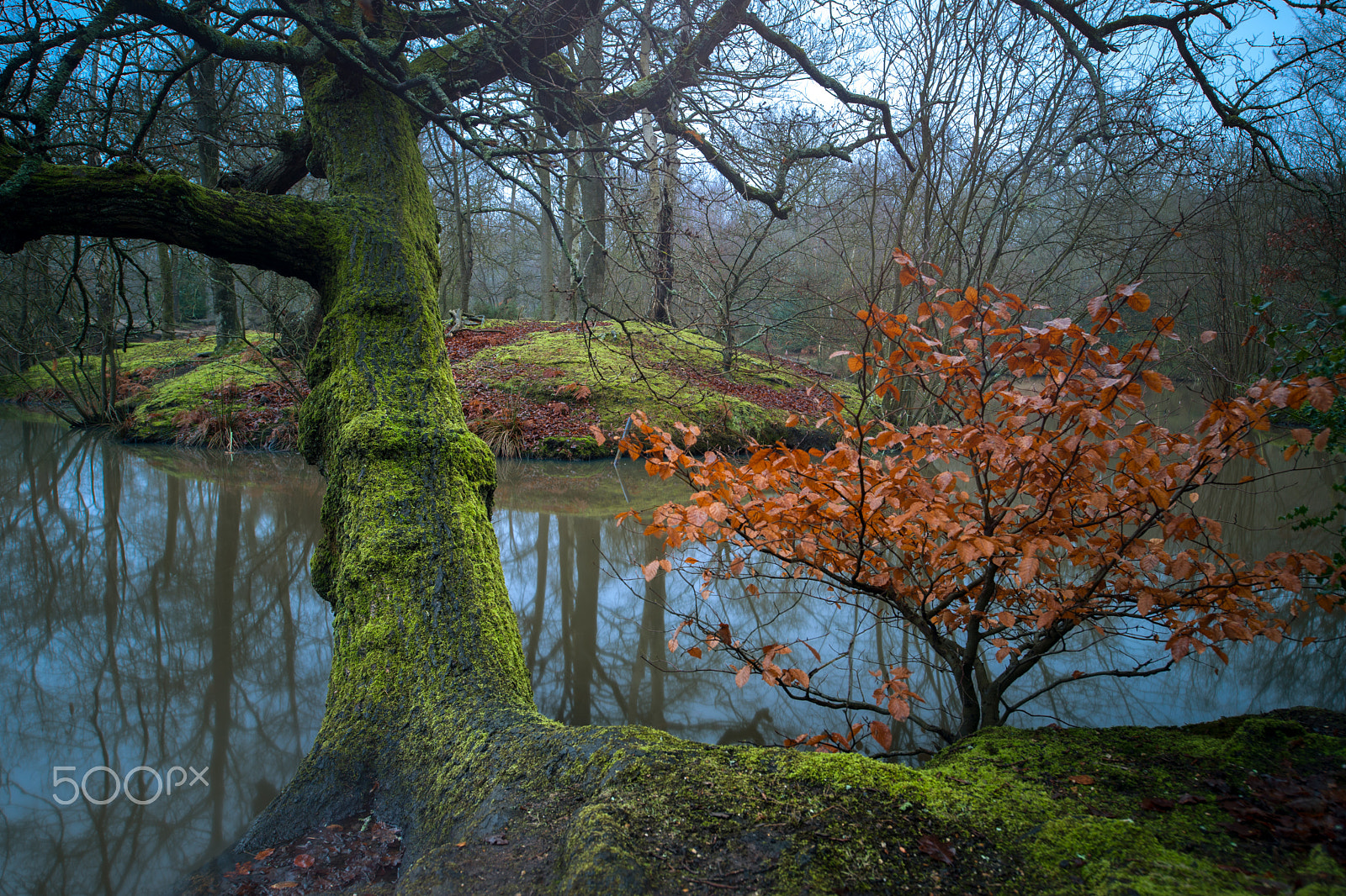 Nikon D3X sample photo. Misty morning near a pond. photography